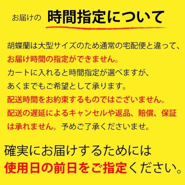 大輪胡蝶蘭 5本立ち 60輪以上 産地直送