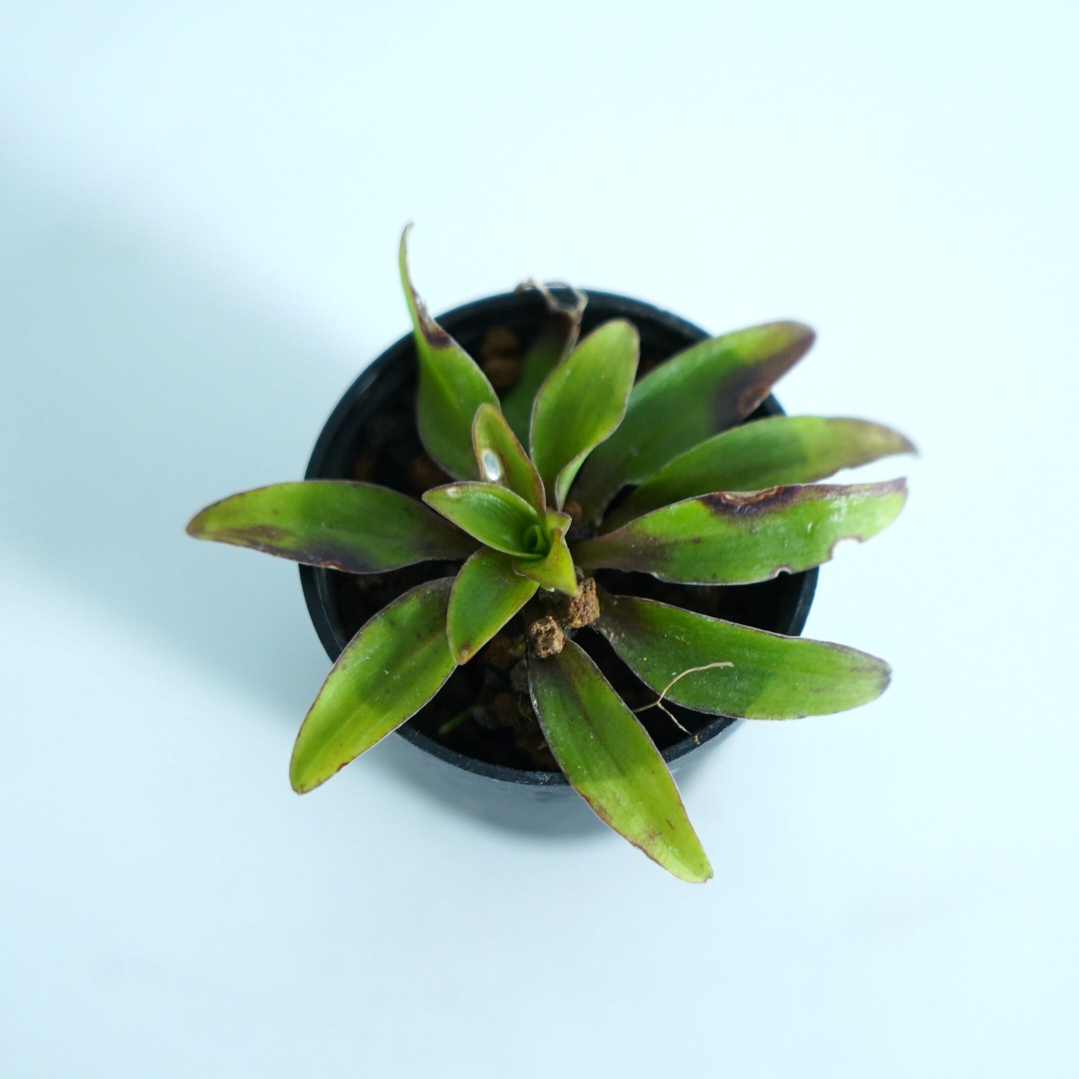 美濃シライトソウ Chionographis japonica Maxim. var. minoensis ｜苔