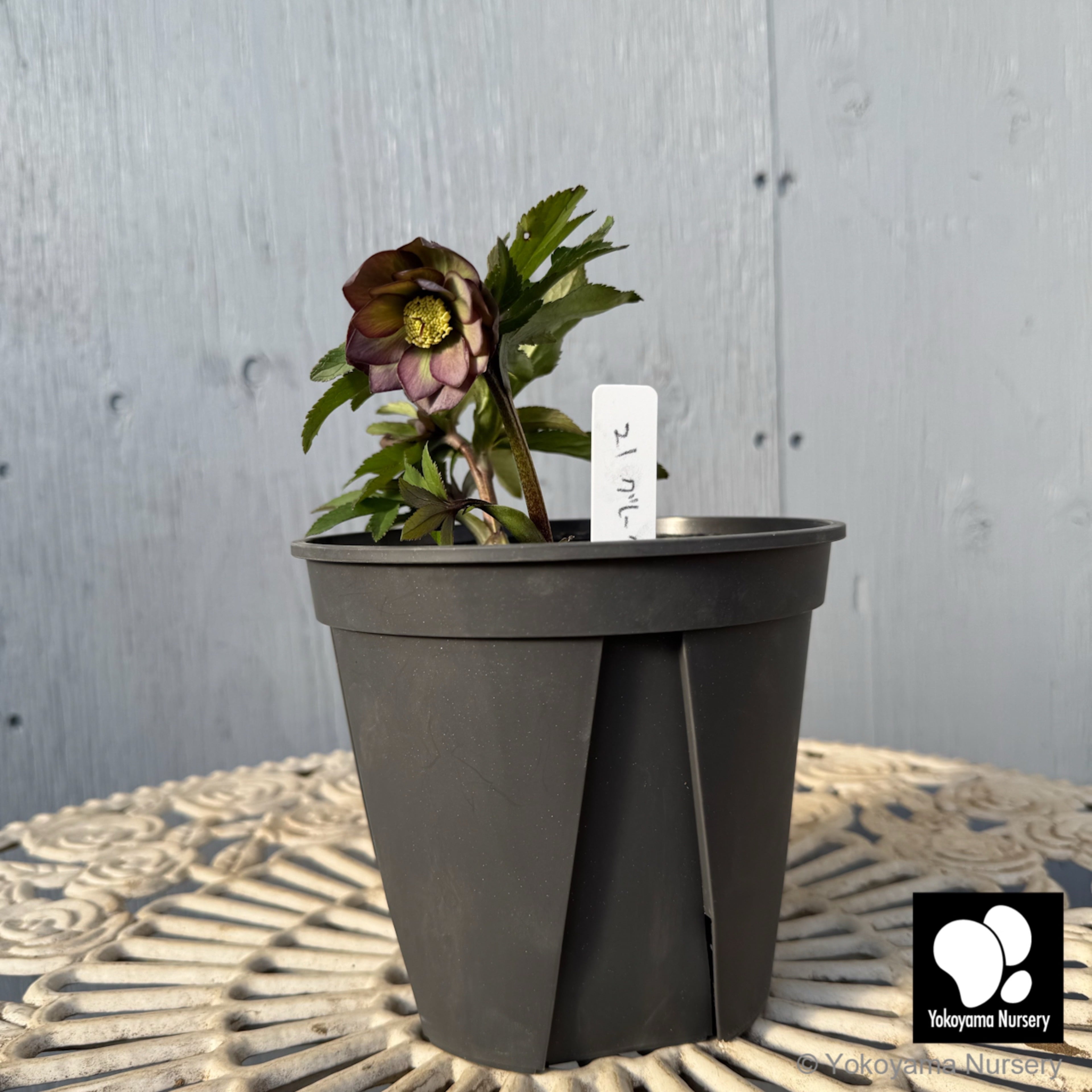 抽選販売】［21］ クリスマスローズ プチドール グリーングレー ダブル