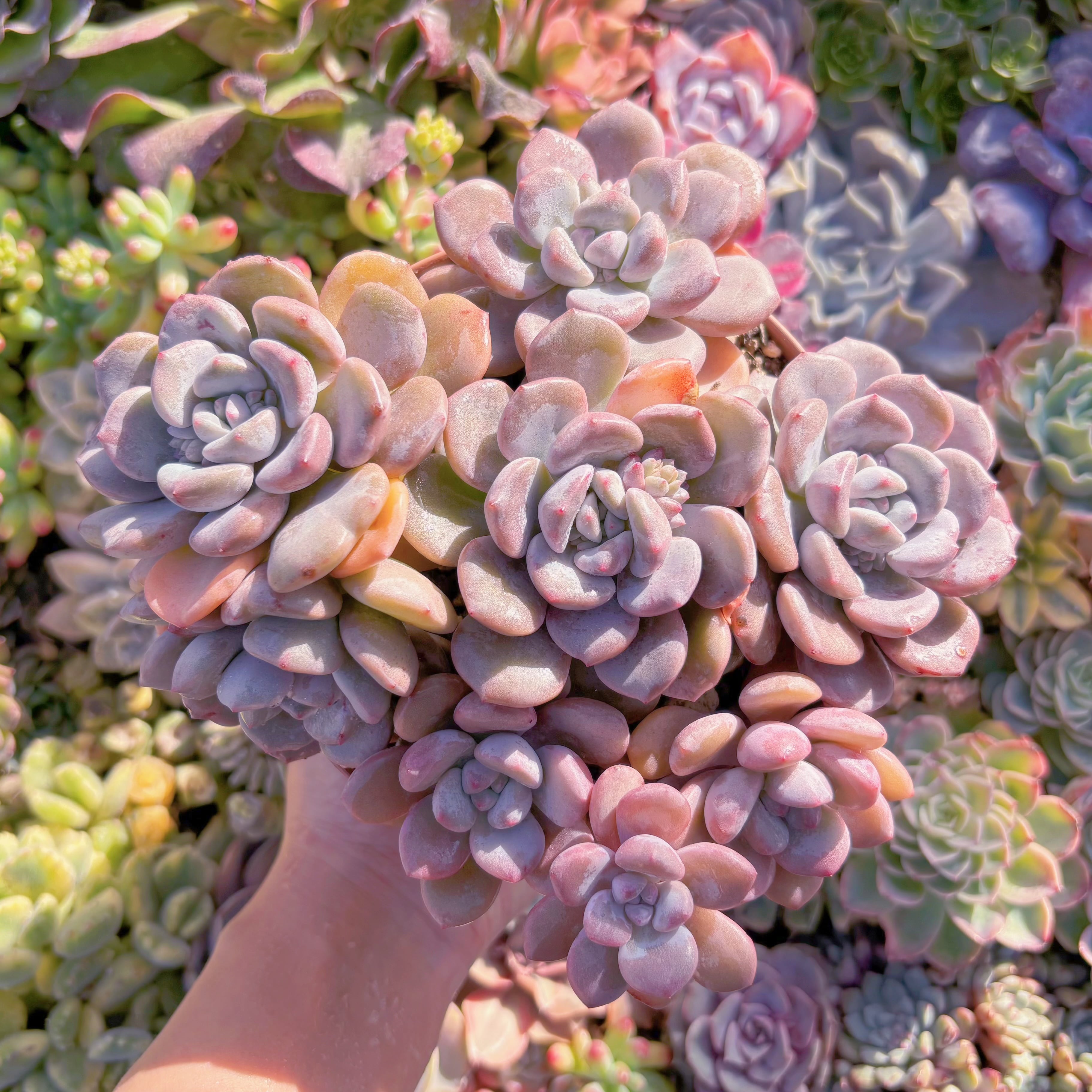 現品　白鷺#M187　新入荷　るる農園