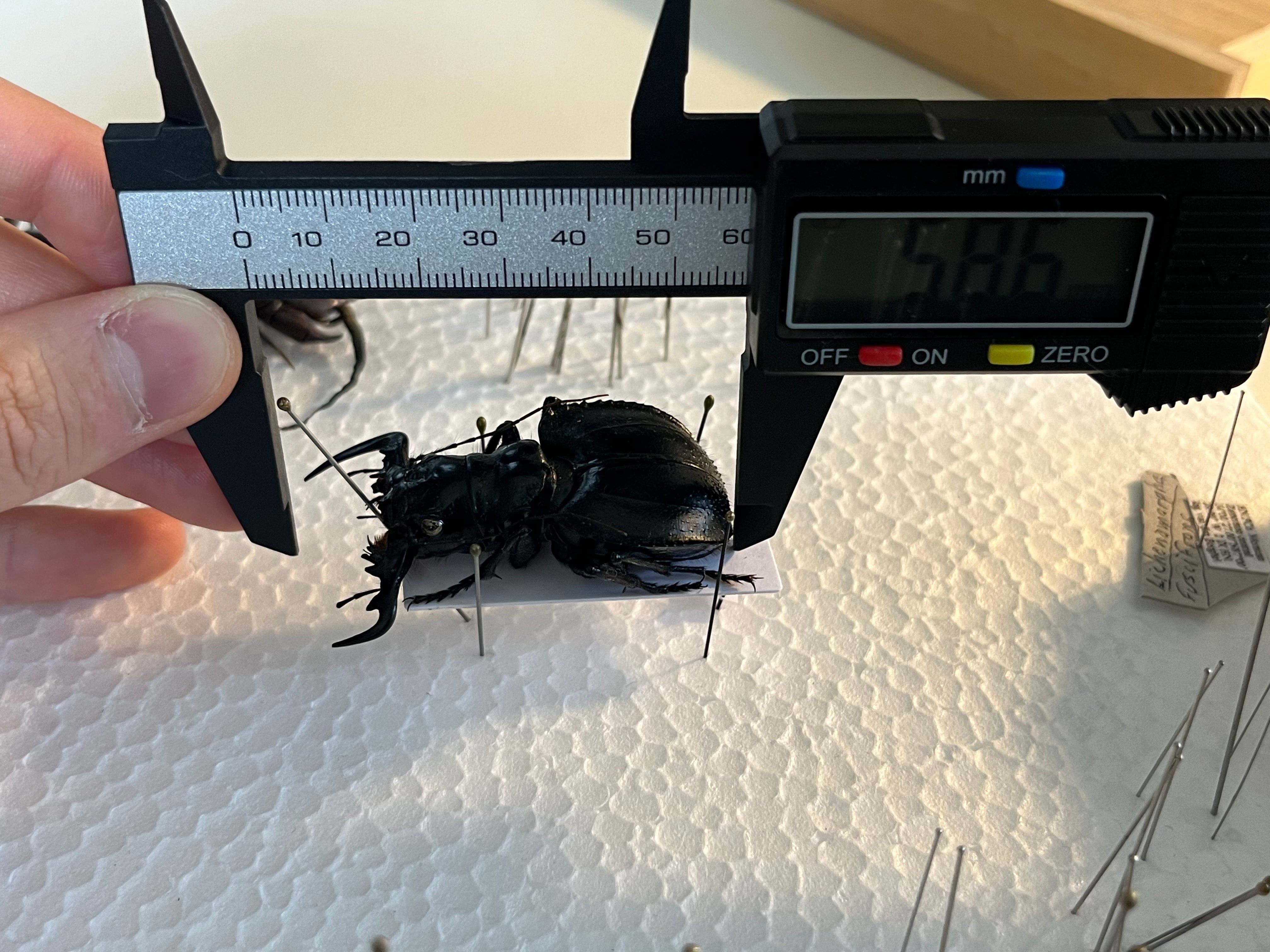 大閻魔斑猫最大種】オオエンマハンミョウ Manticora タンザニア産 昆虫