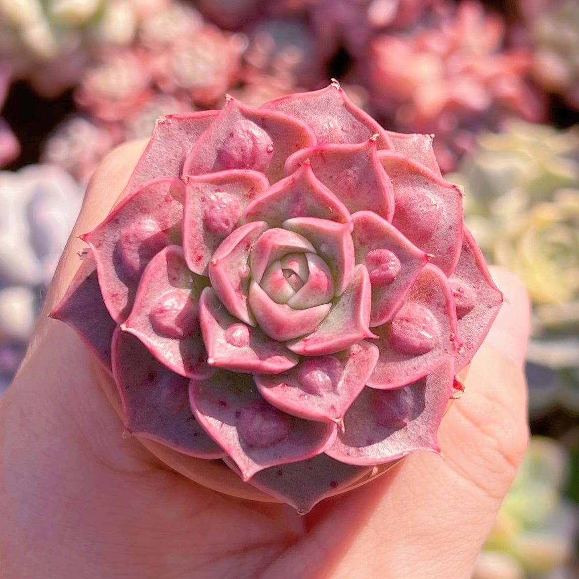 多肉植物　コブロンギシマ　新入荷　るる農園