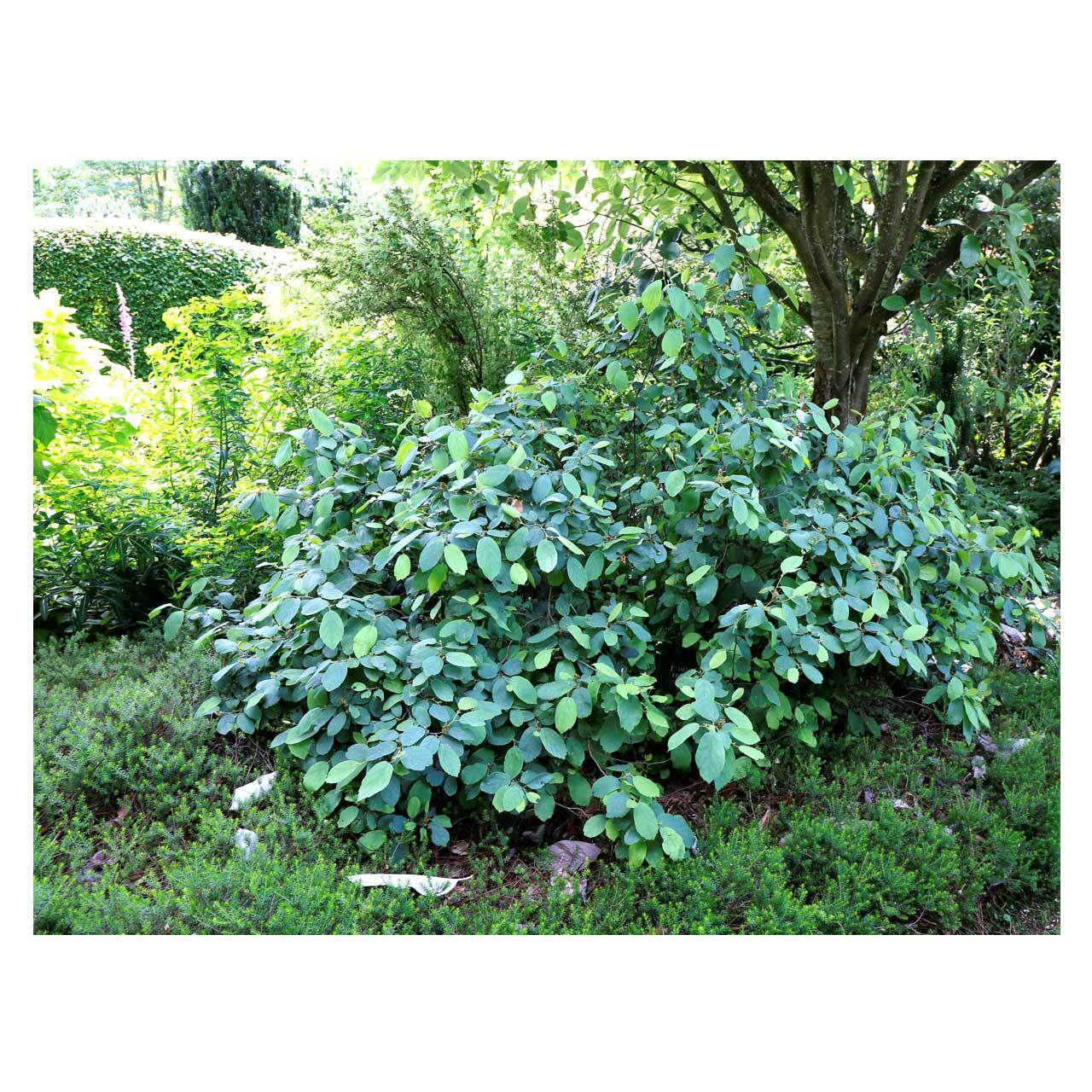 Fothergilla major 'Blue Shadow' | Seeding