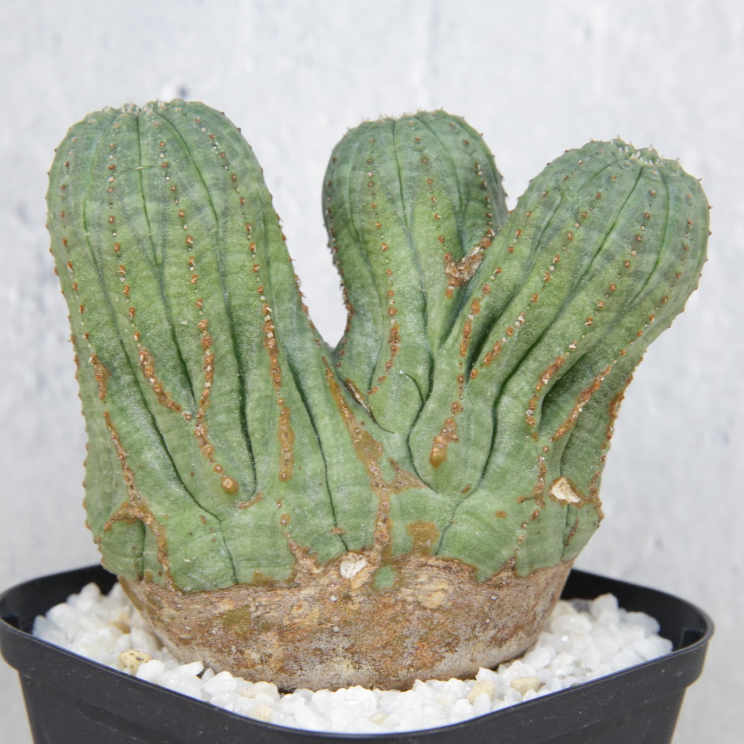 ユーフォルビア　オベサ　扇綴化　実生 ユーフォルビア オベサ 扇綴化 実生 - メルカリ