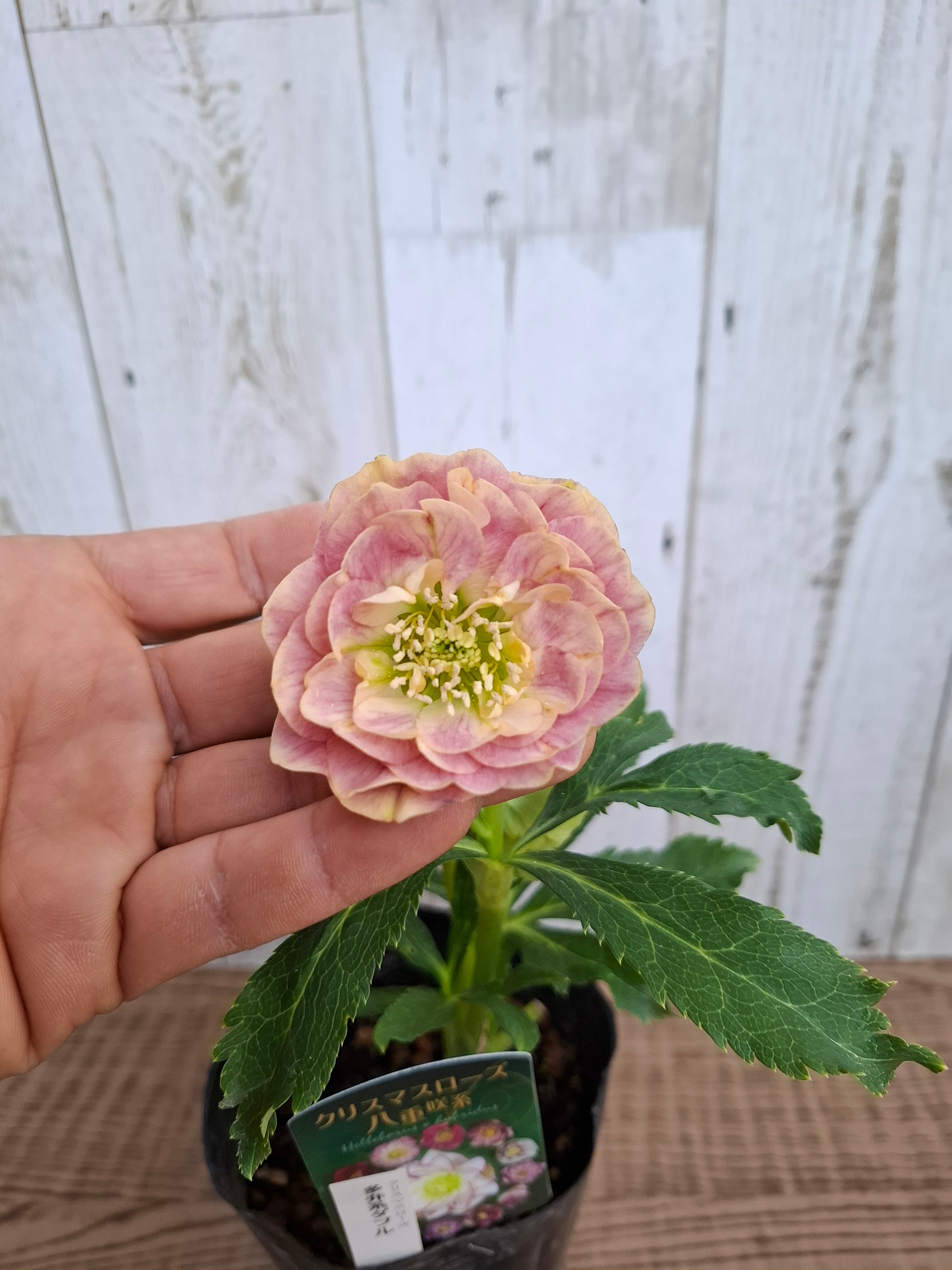 1/18up クリスマスローズ（加藤農園）【アンティーク アフロディーテ