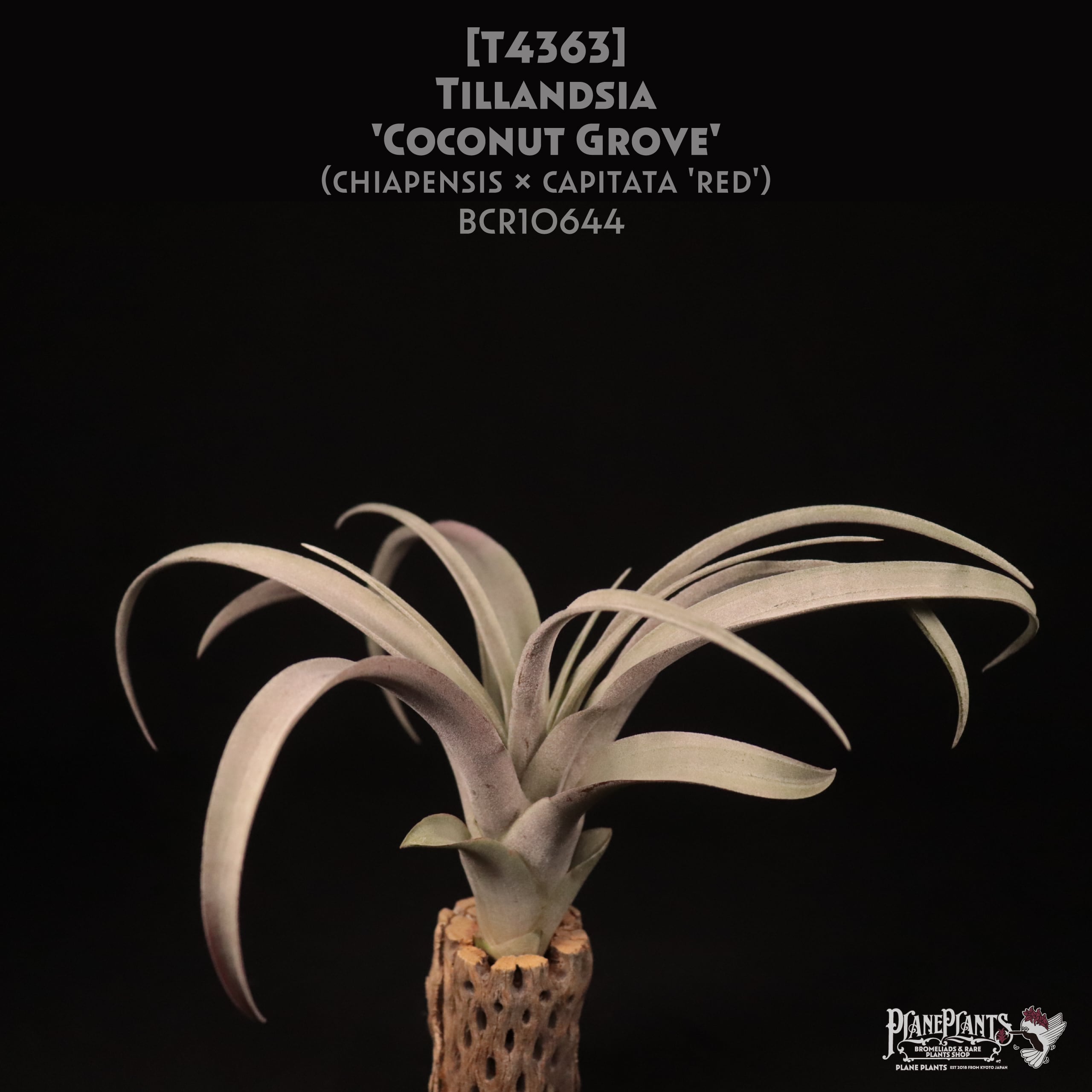 チランジア Coconut Grove Coconut Grove (Chiapensis x Capitata Red Form) – Air Plant Hub