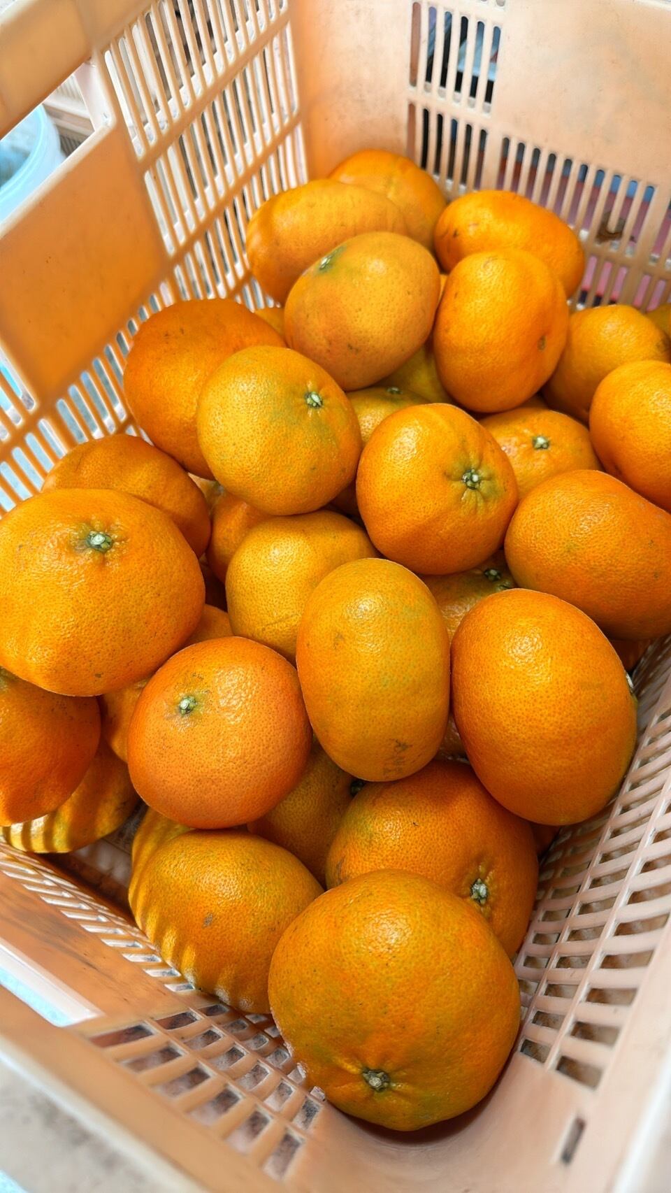 ALL ITEM | citrusplus