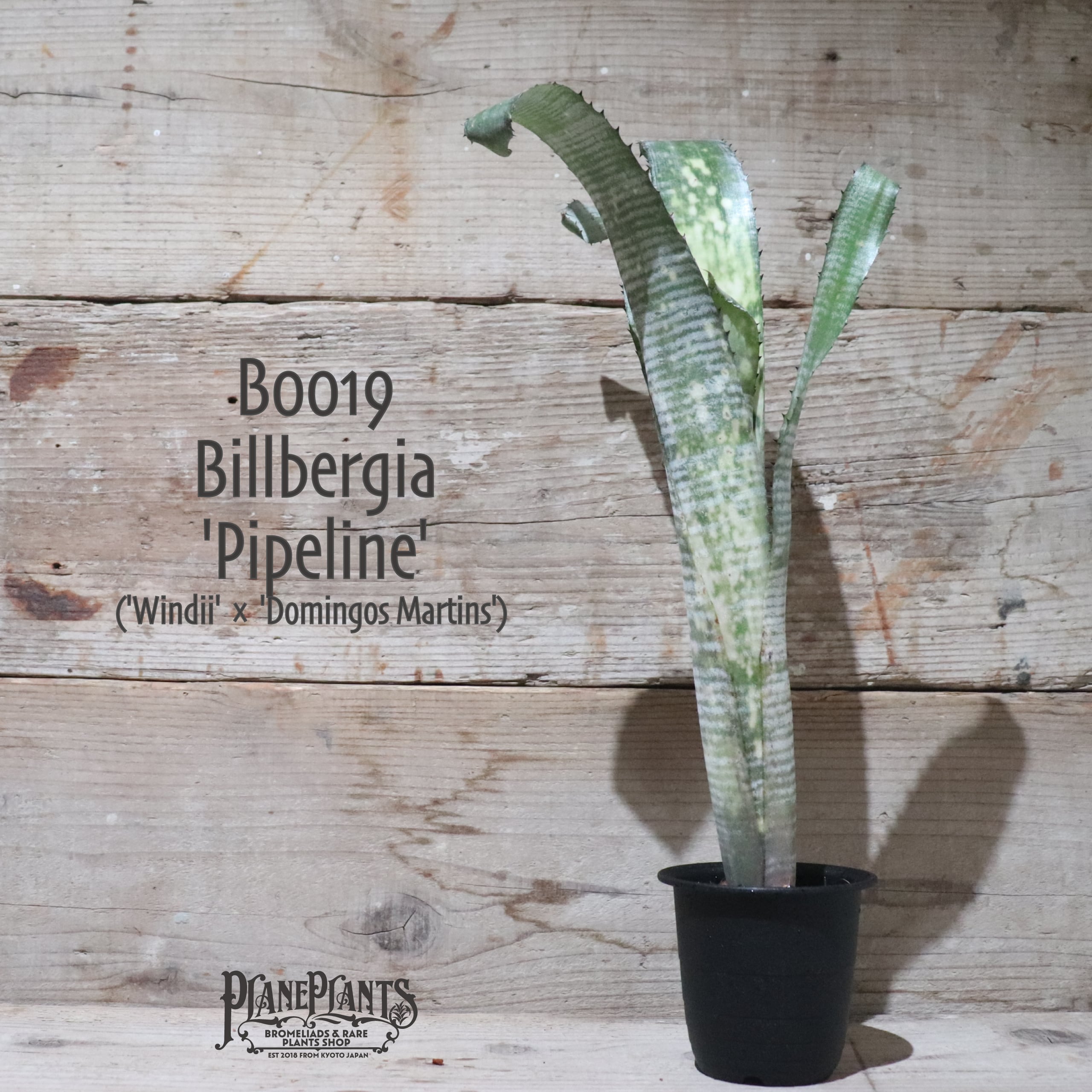 【送料無料】 Billbergia 'Pipeline' 〔ビルベルギア〕現品発送B0019