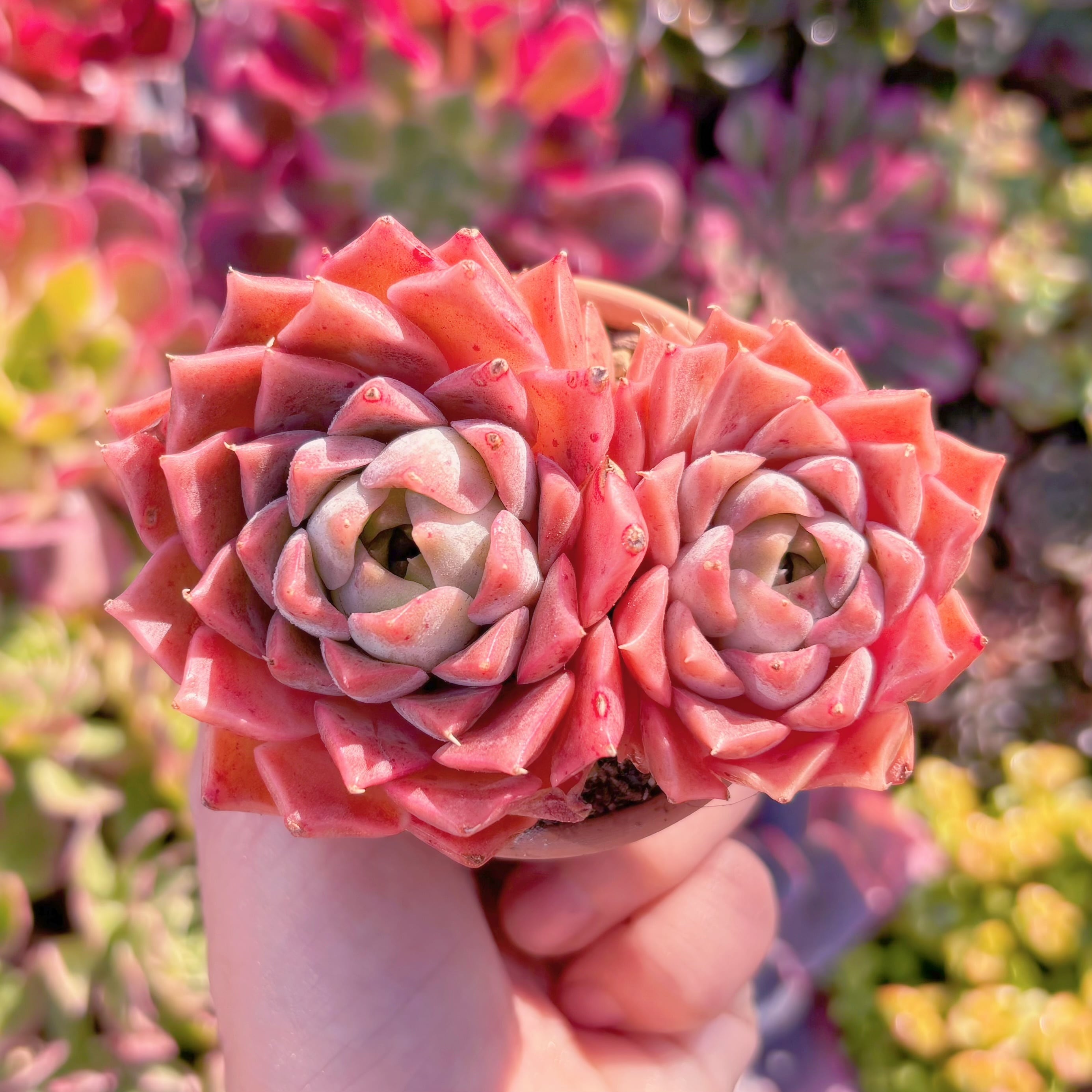 多肉植物　heart of ocean　群生　新入荷　るる農園