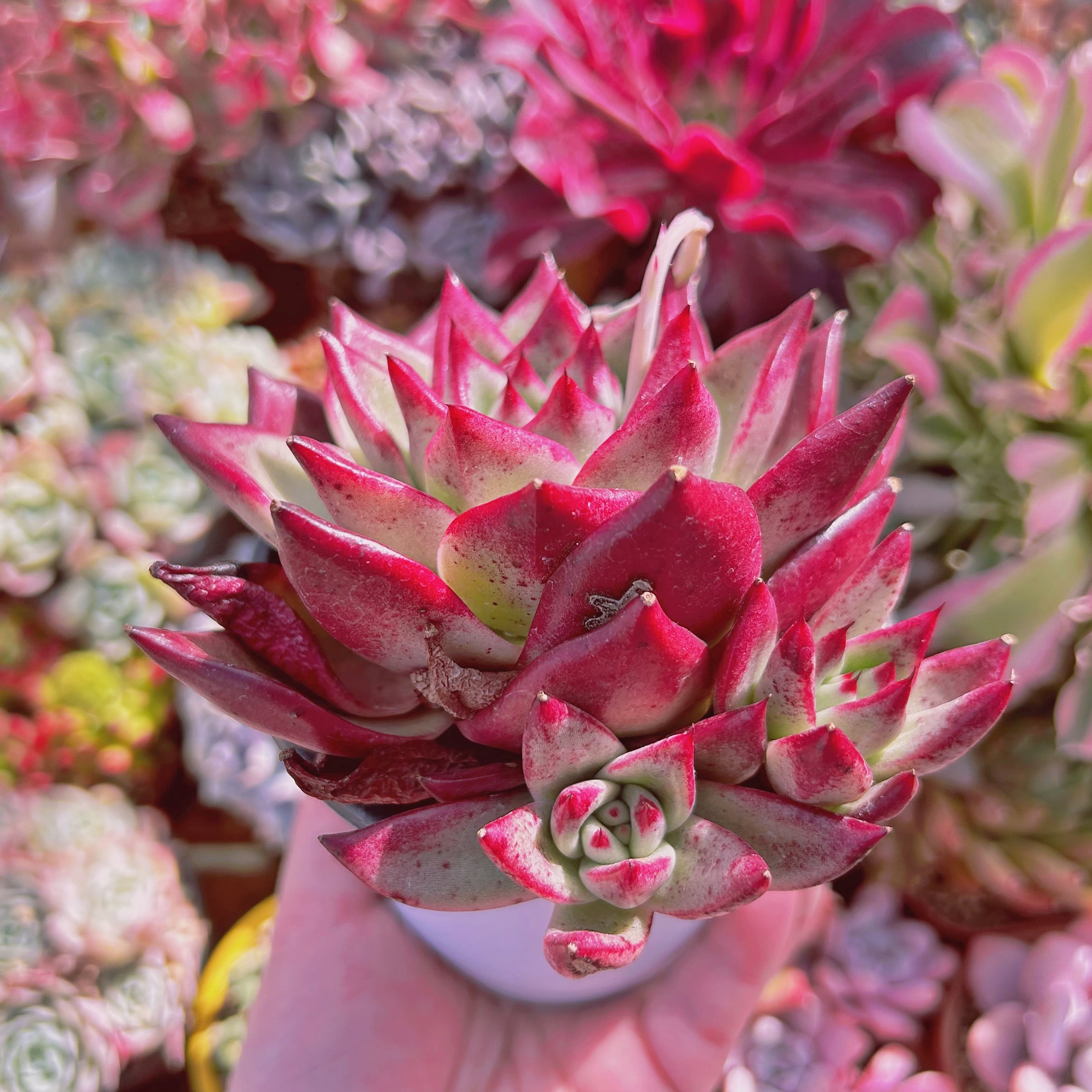 864現物 多肉植物 ルビンxコロラータ 特特大 | るる農園~多肉植物専門