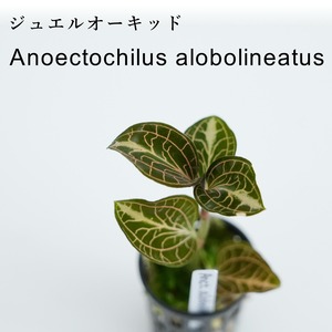 Anoectochilus alobolineatus【ジュエルオーキッド②】　苔テラリウム作製用素材