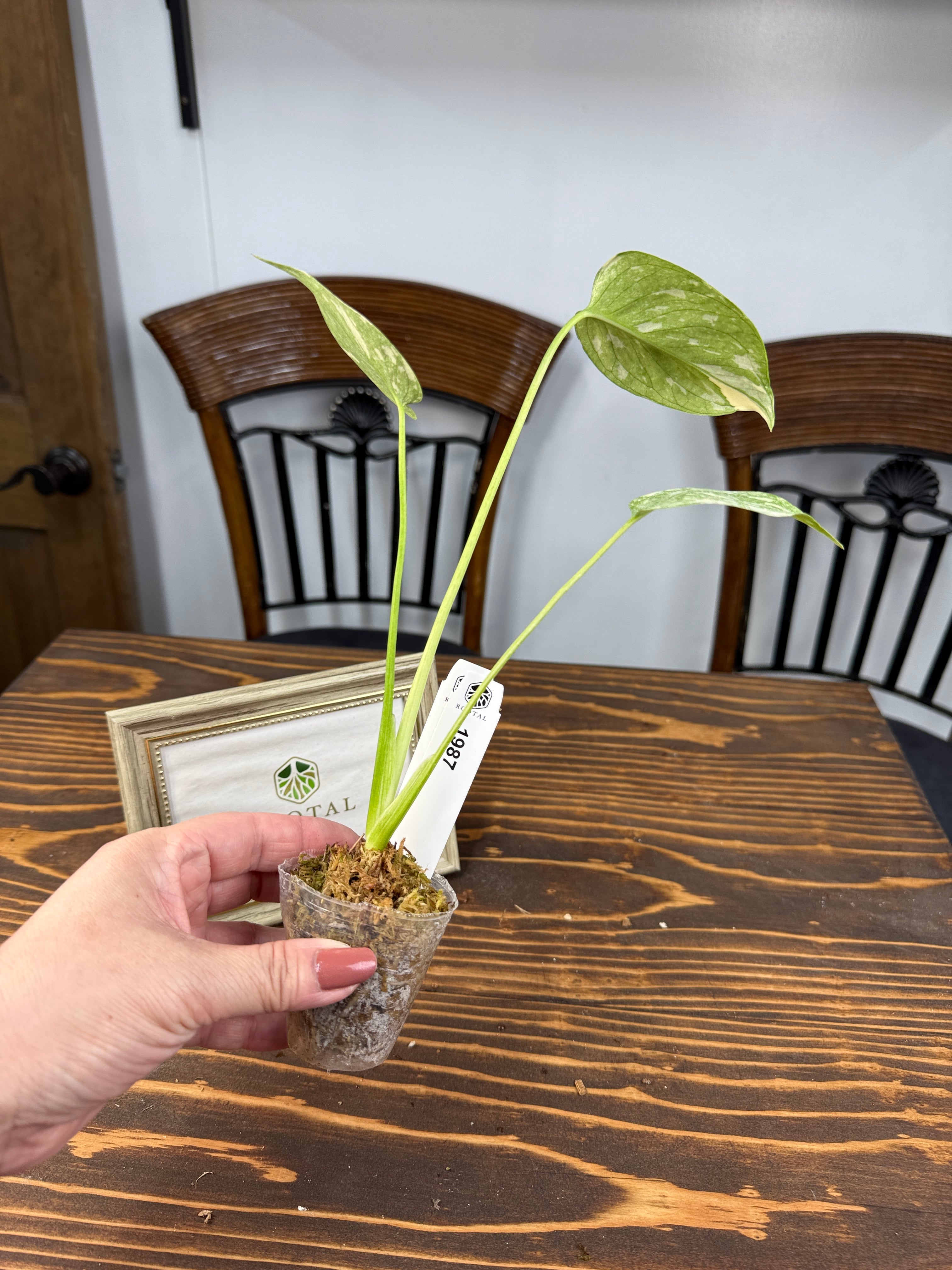 ☆1987 モンステラ デリシオーサ タイコンストレーション（口径5