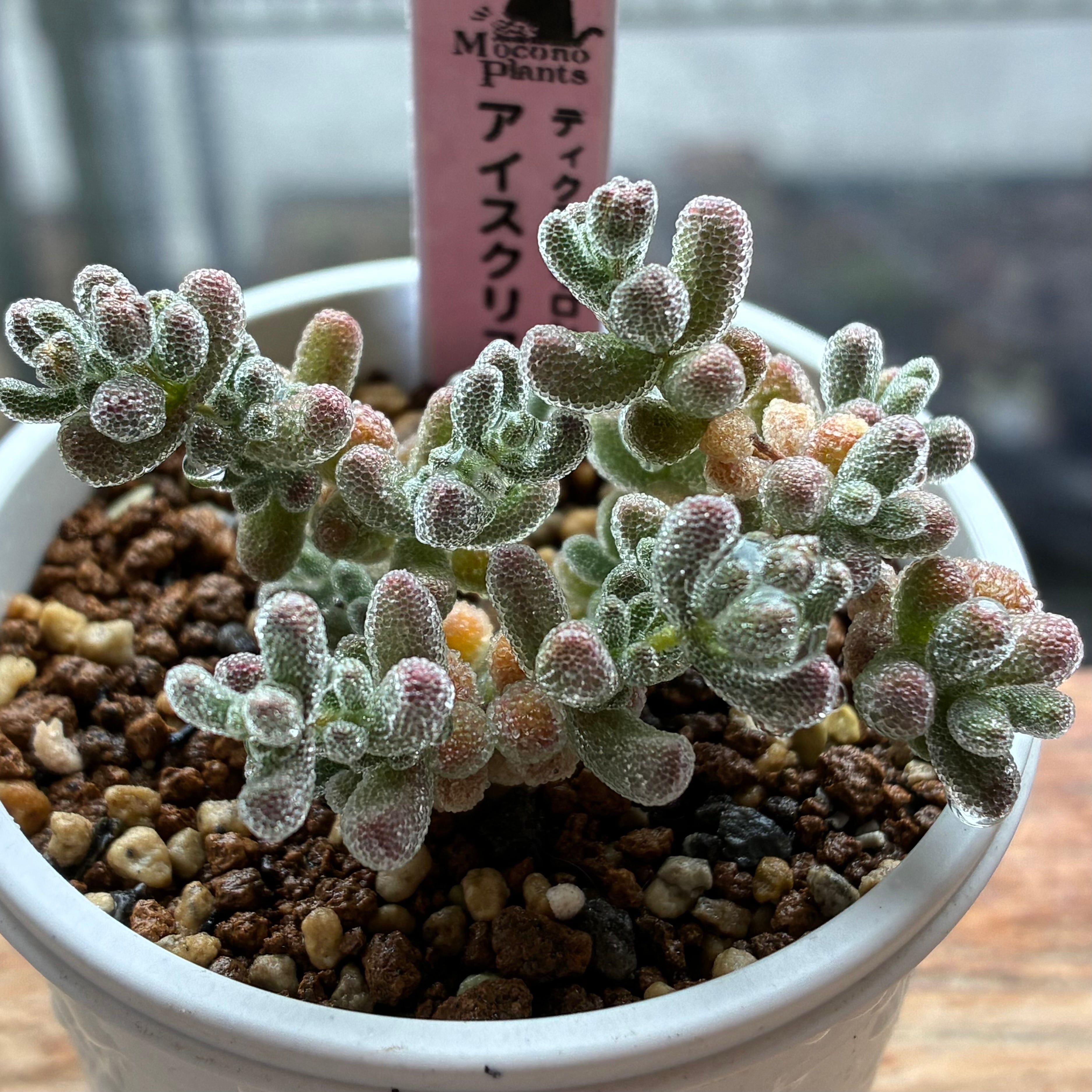 ディクロカウロン アイスクリスタル③ | mocono_plants