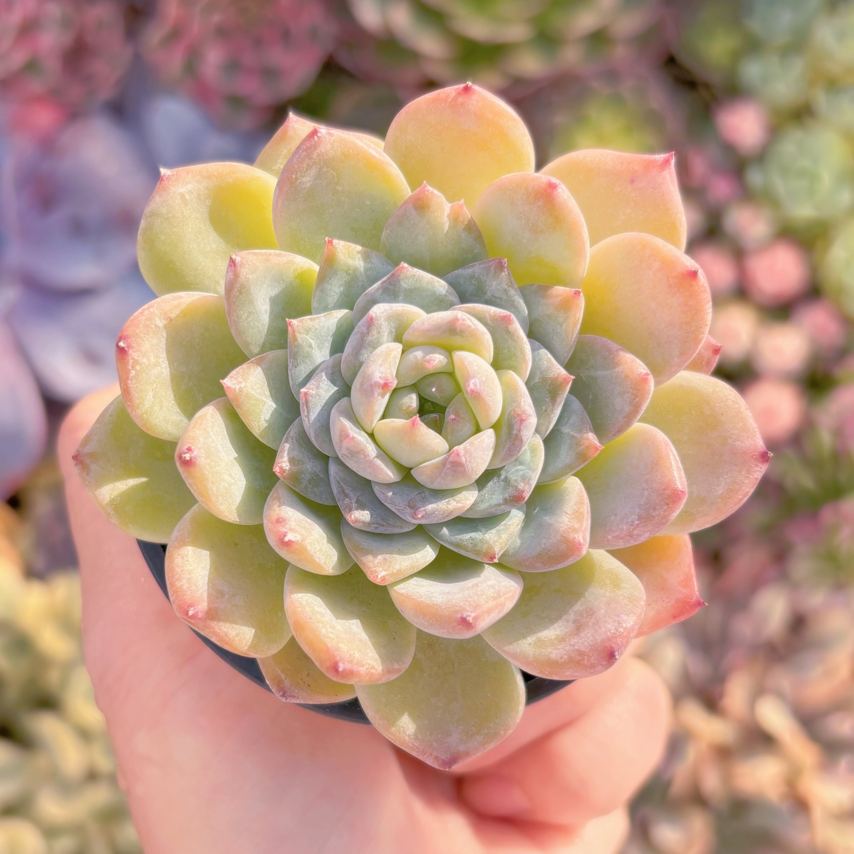 現品　オレンジソーダ#A061　るる農園