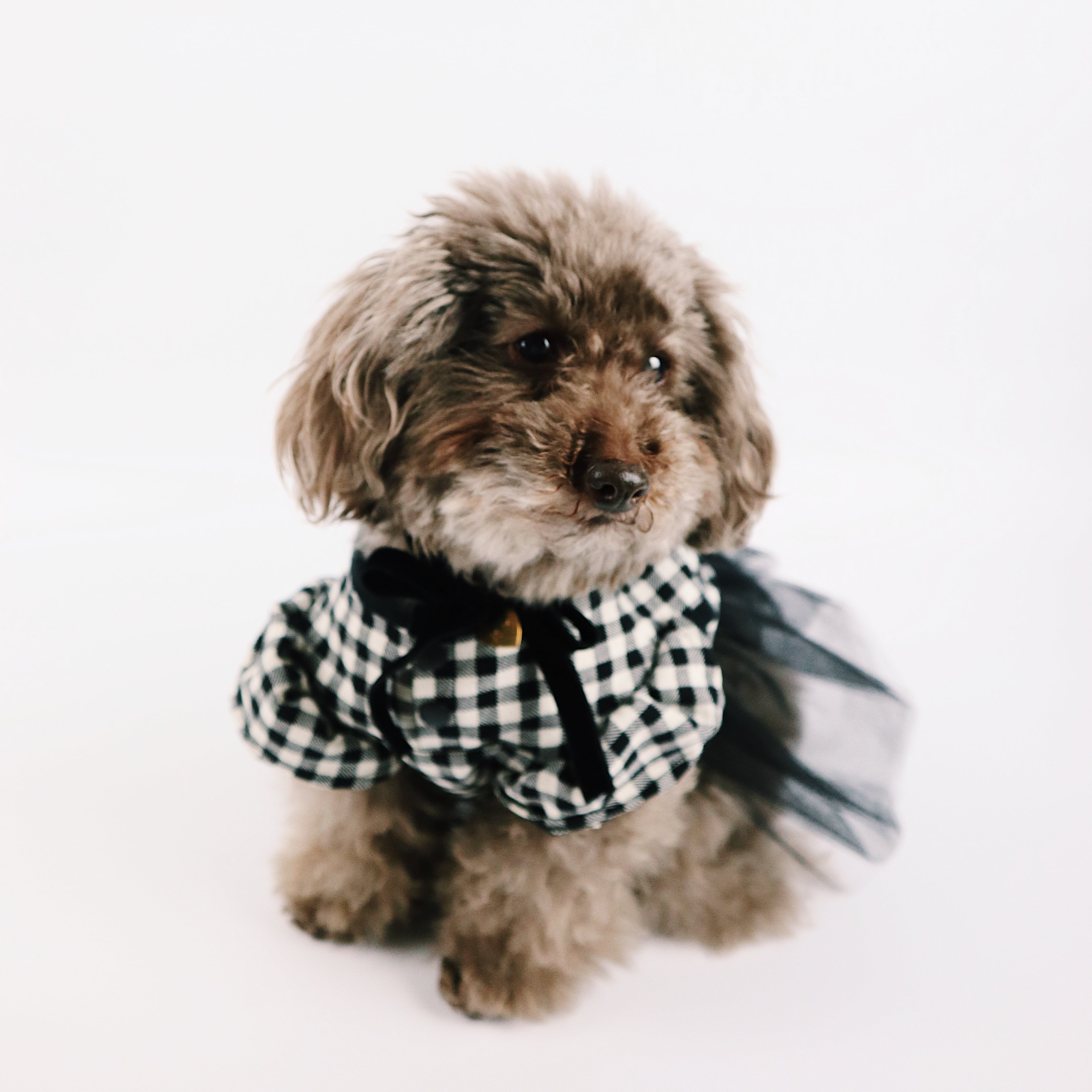 ギンガムチェックドッキングチュールワンピース | MM （dogwear/ドッグ