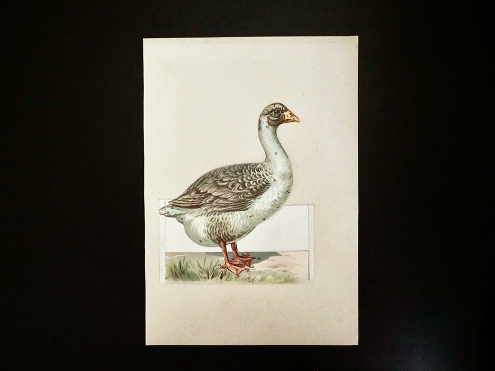 鳥の解剖図 | antique Salon