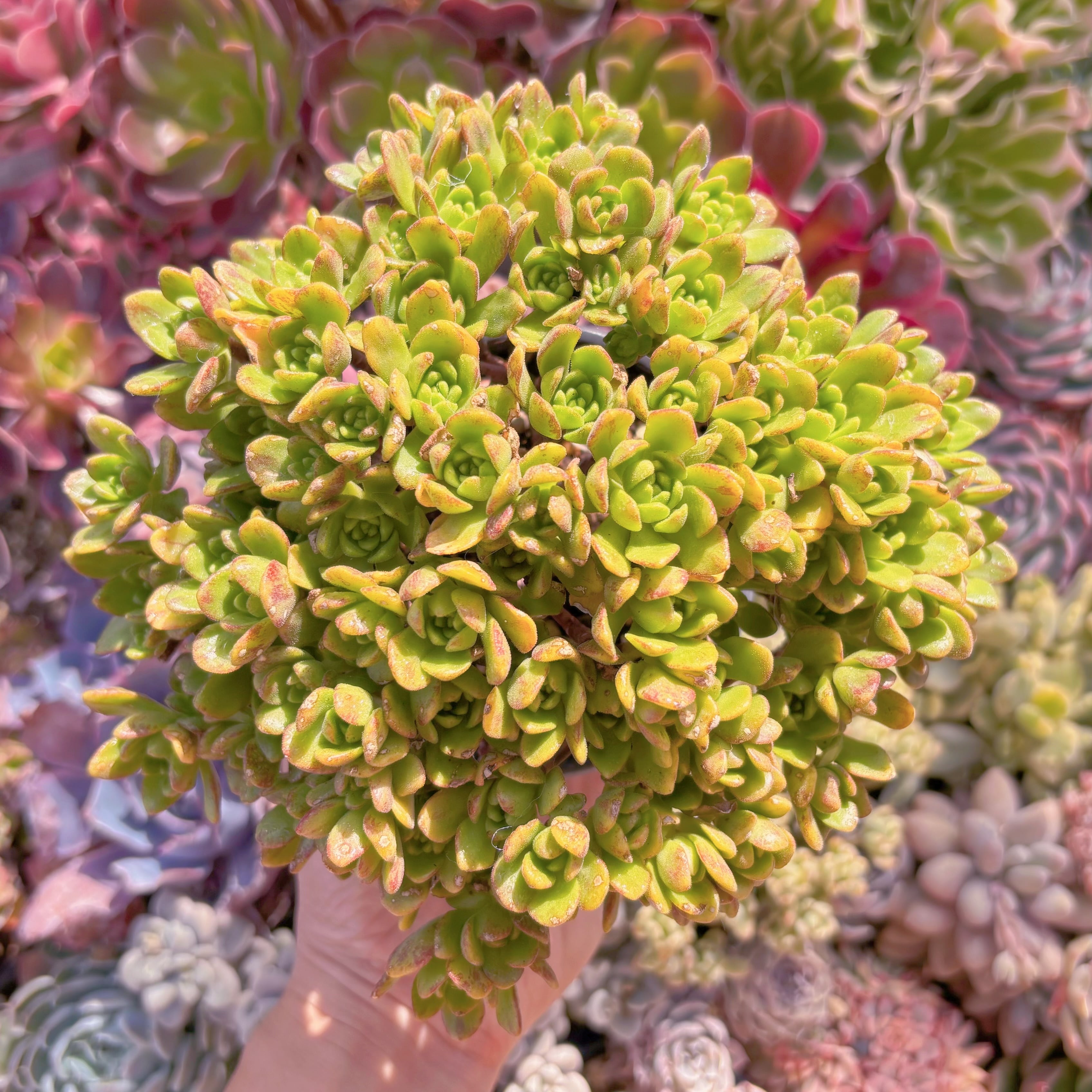 現品　little fox#295　新入荷　るる農園