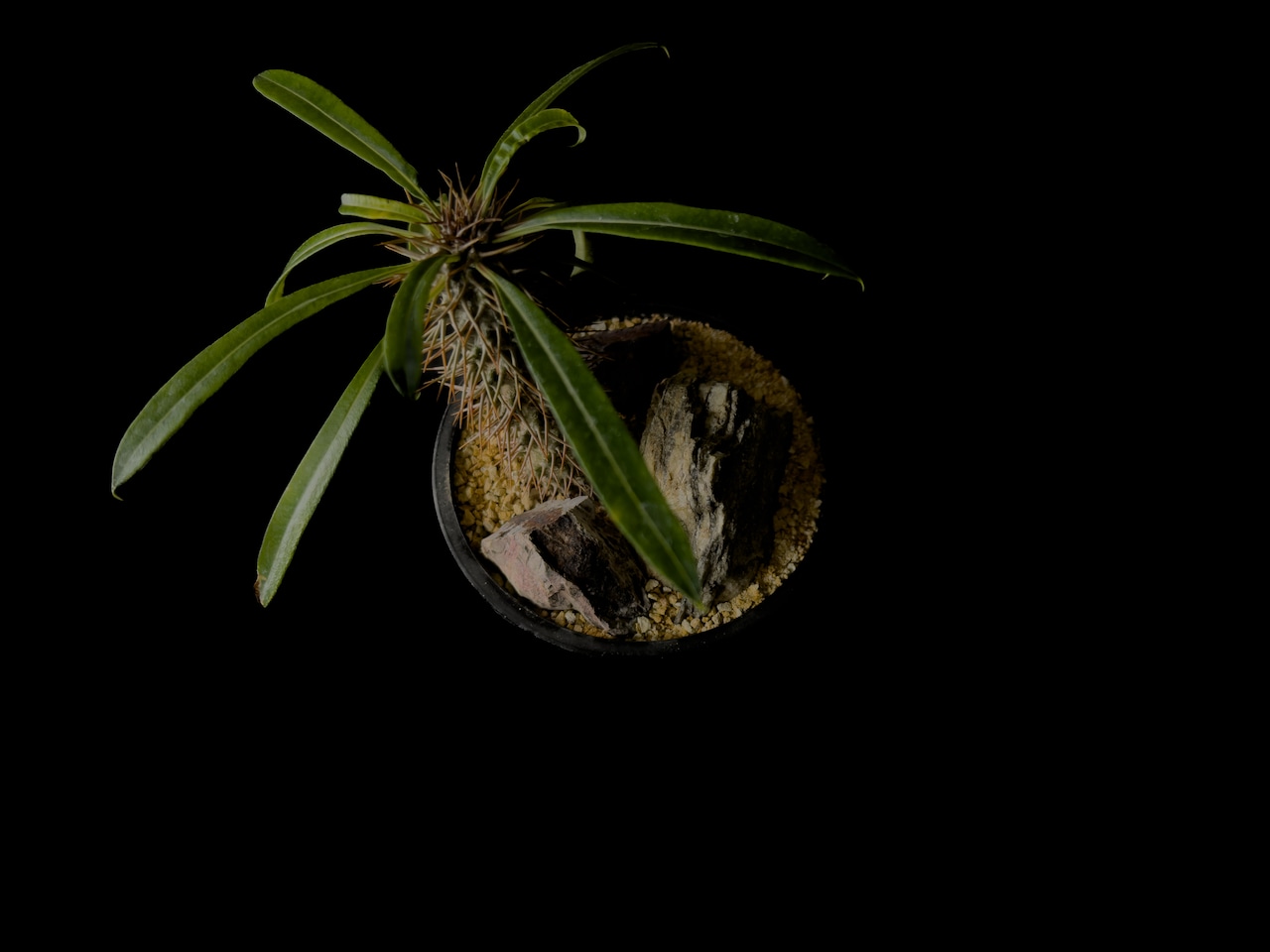 Habitat Style Pachypodium lamerei