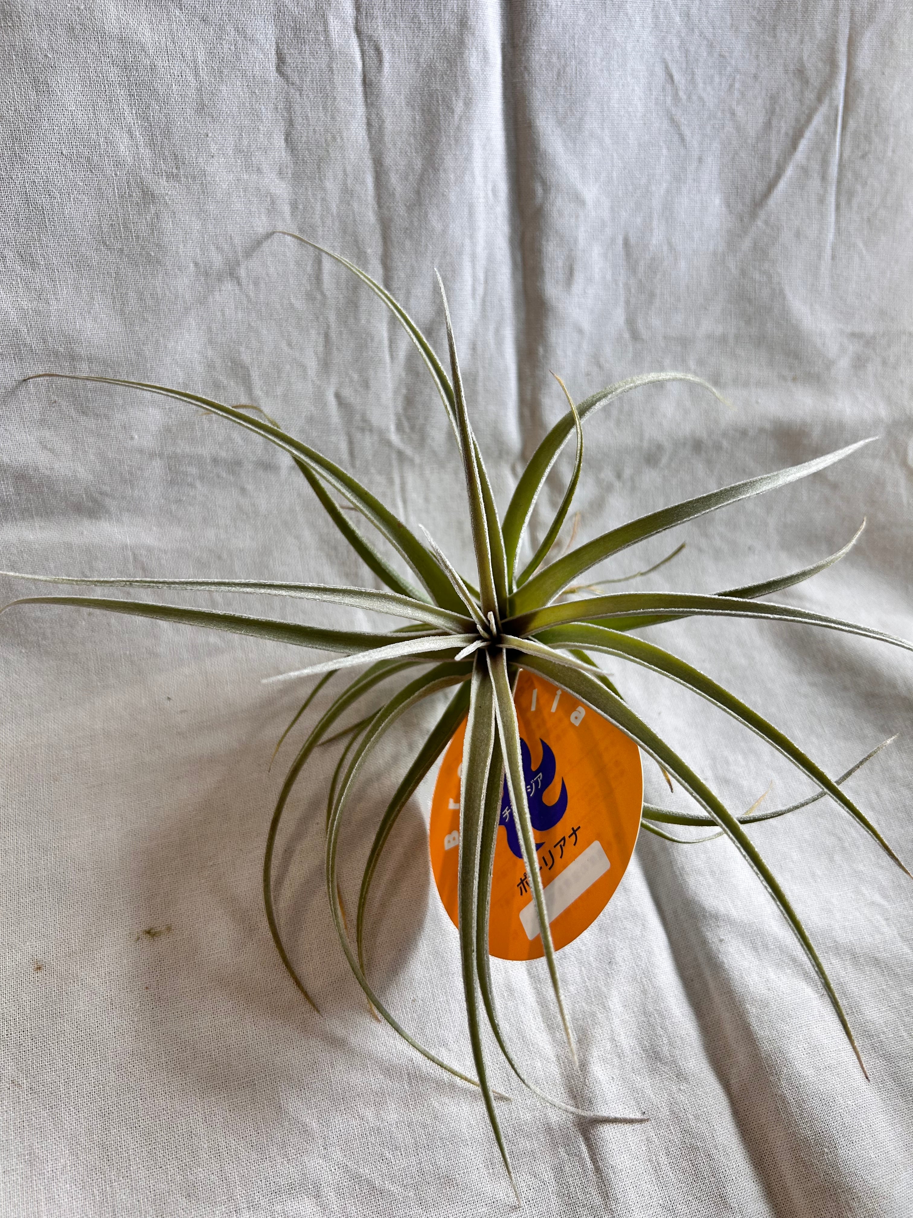 GREEN JAM foliageplant