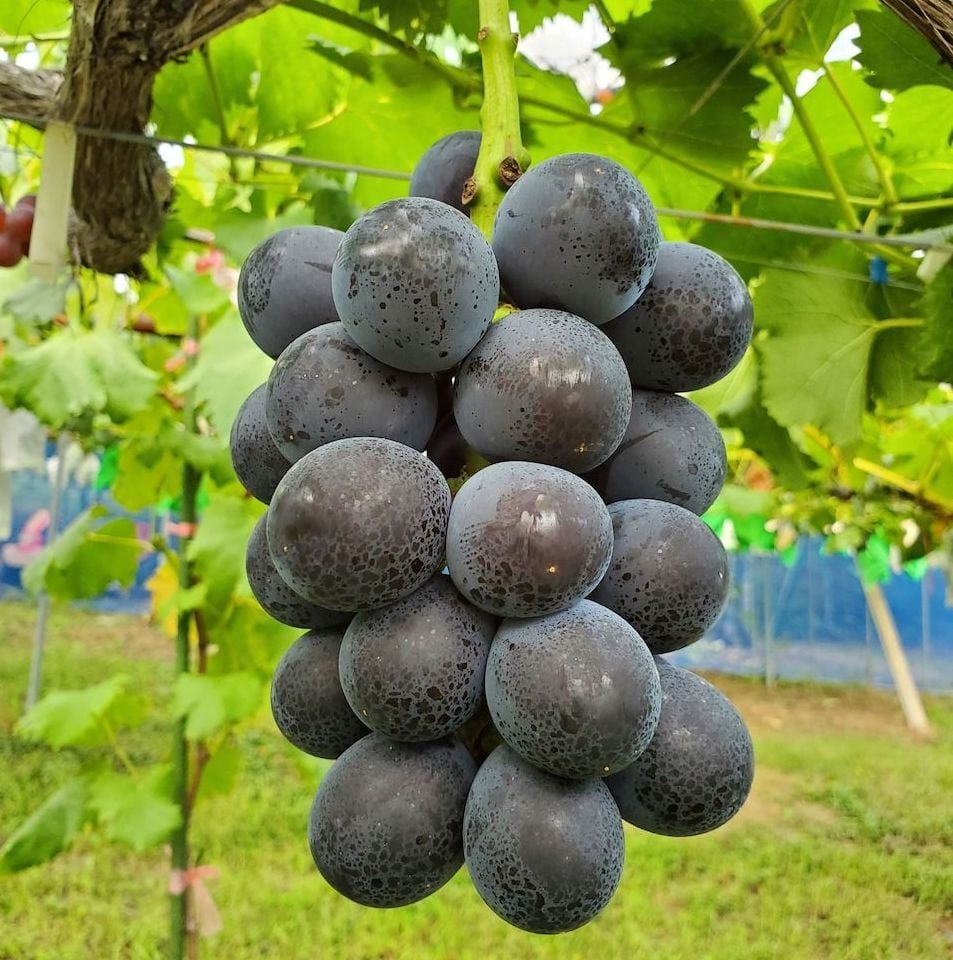 【k】藤稔の粒　箱込1kg弱 藤稔1房約600g（吉田学） | しわちょく
