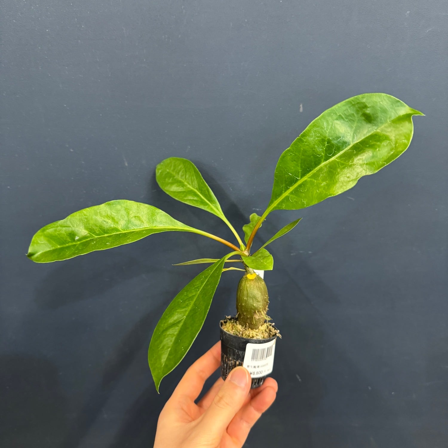 アリ植物 | PROTOLEAF プロトリーフ