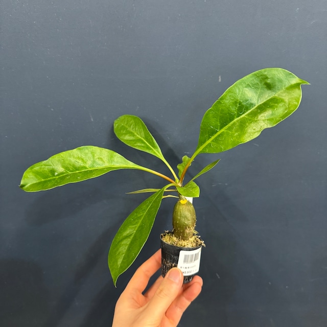 【伊藤蟻】Myrmecodia platytyrea (long clypeoli) Jayamura, Papua【887】 【伊藤蟻】Myrmecodia platytyrea (long clypeoli) Jayamura, Papua【887】