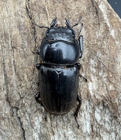 【WD】《ダイオウヒラタ アルゴプーロ産 85.5mm ペア》