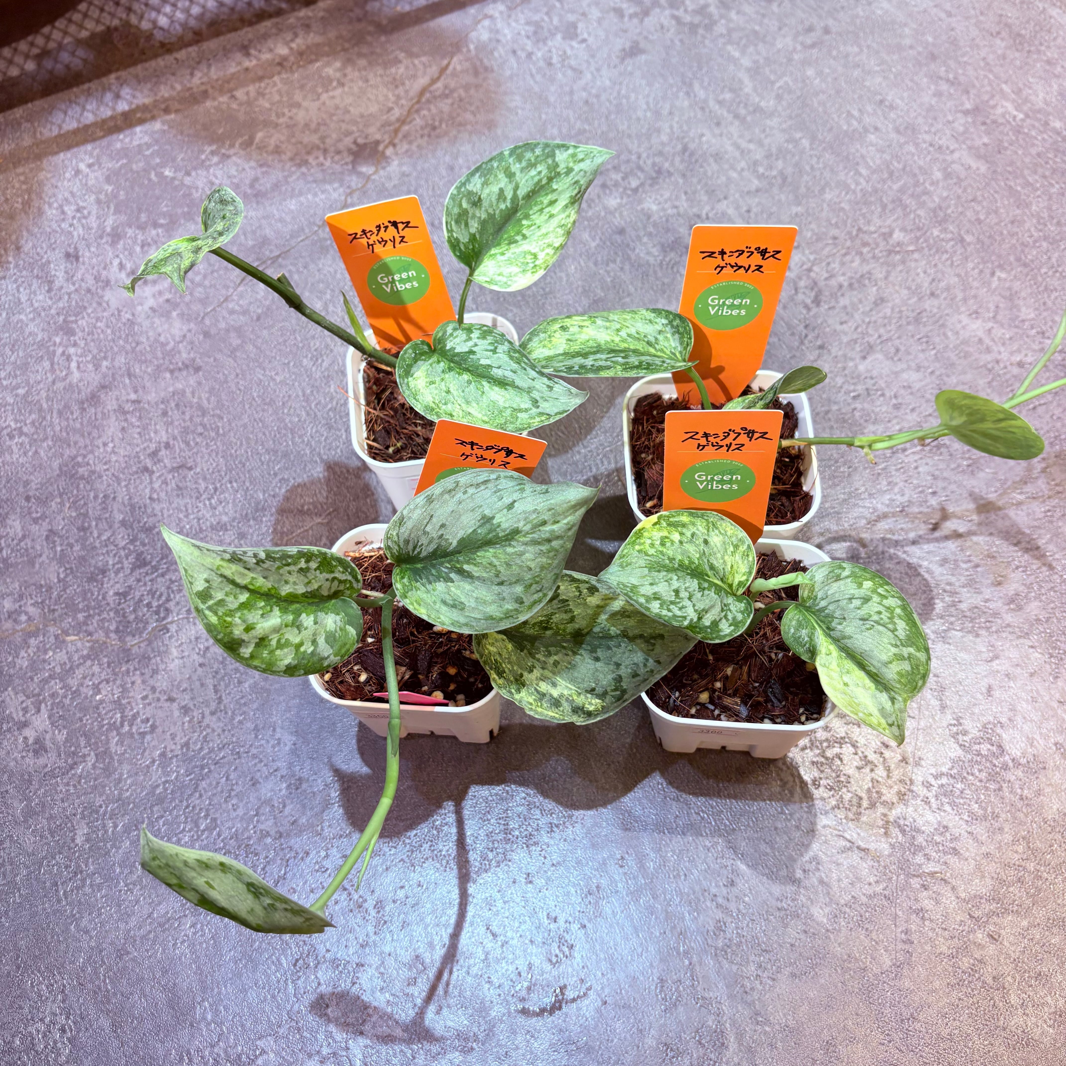 スキンダプサス ゲウリス 3号 | Green Vibes 宇都宮市の観葉植物専門店