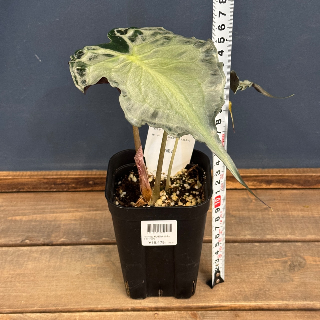 アロカシア　ヴェノム【792】