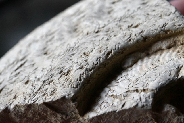 イギリス産アンモナイト化石　 Ammonite Fossil