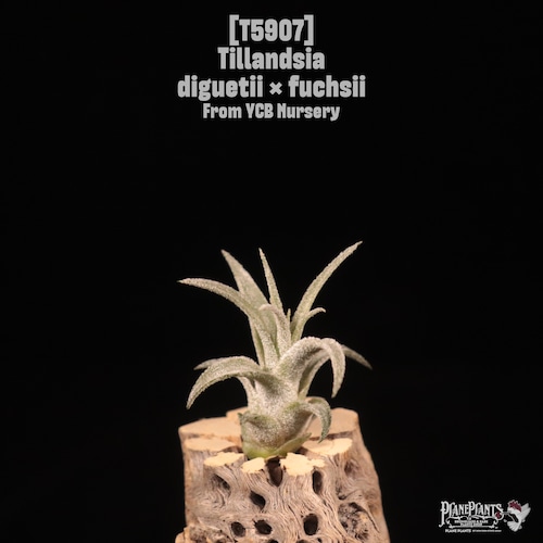 Tillandsia diguetii × fuchsii 〔エアプランツ〕T5907