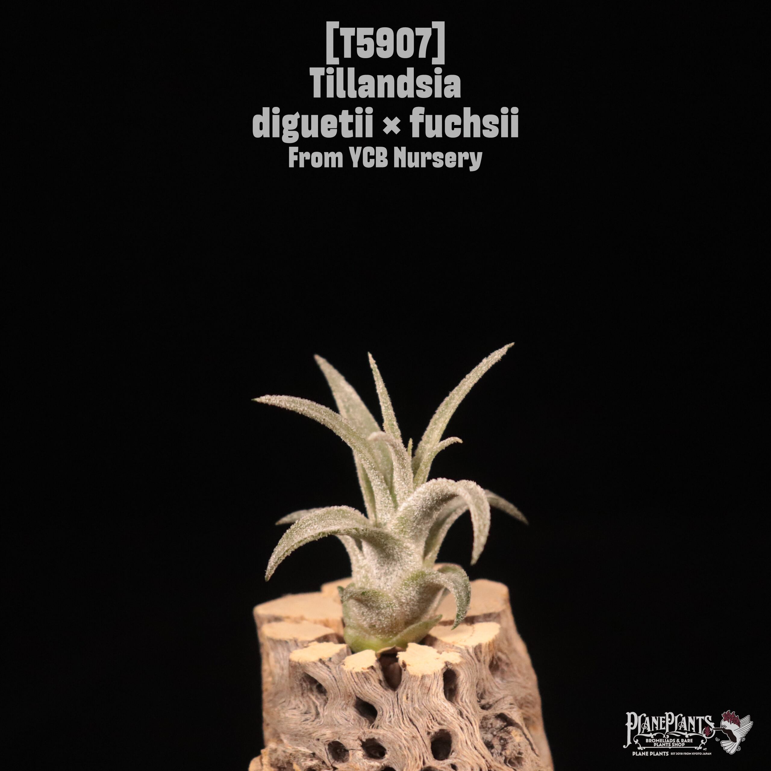 Tillandsia diguetii × fuchsii 〔エアプランツ〕T5907