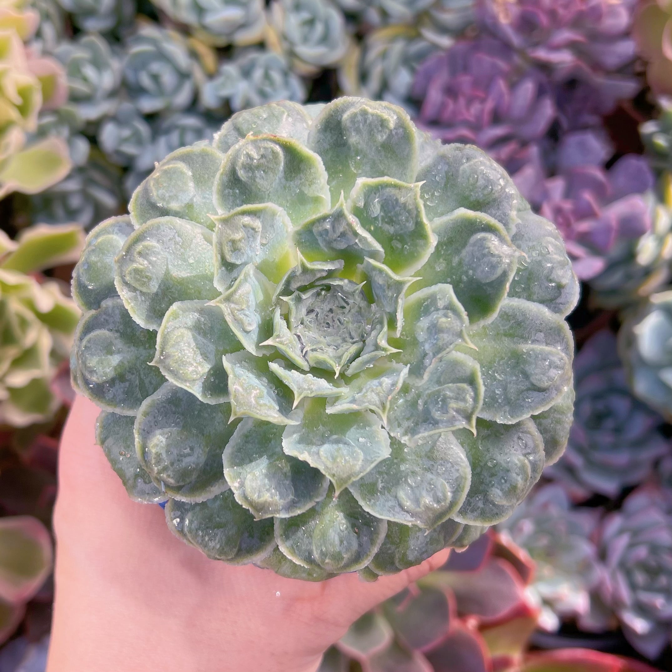 多肉植物　ハートチョイス 　新入荷