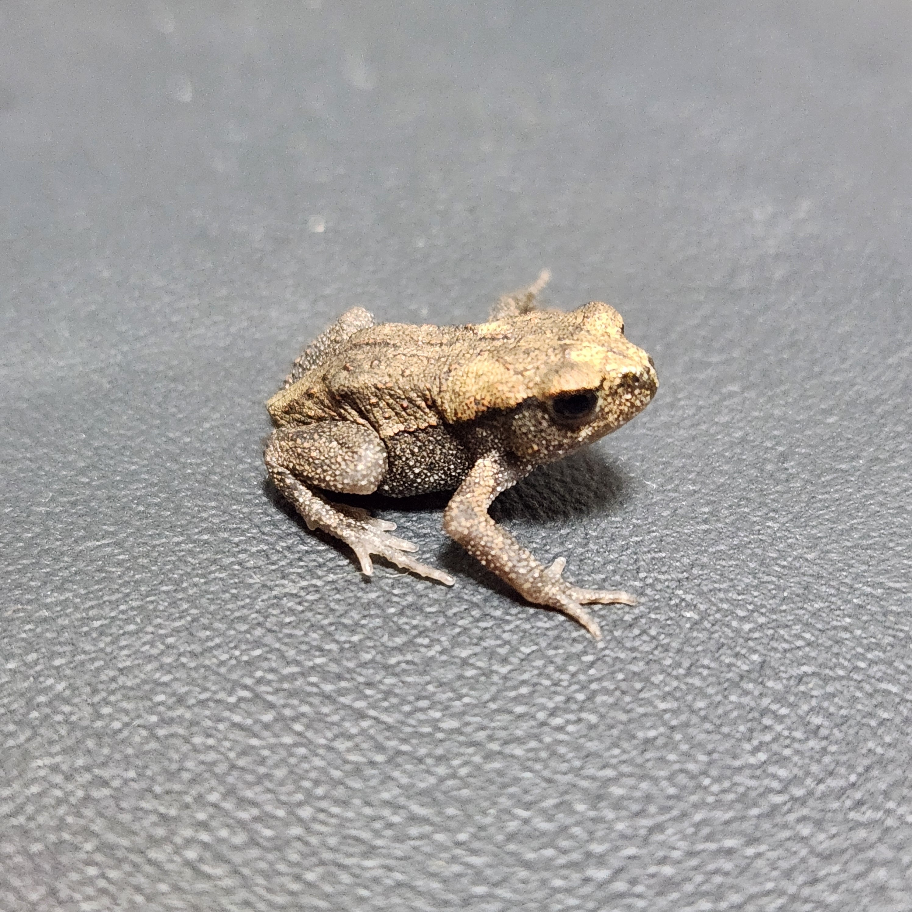 カエルの森工房　アズマヒキガエル アズマヒキガエル | けろろの森 with はちゅもふY's