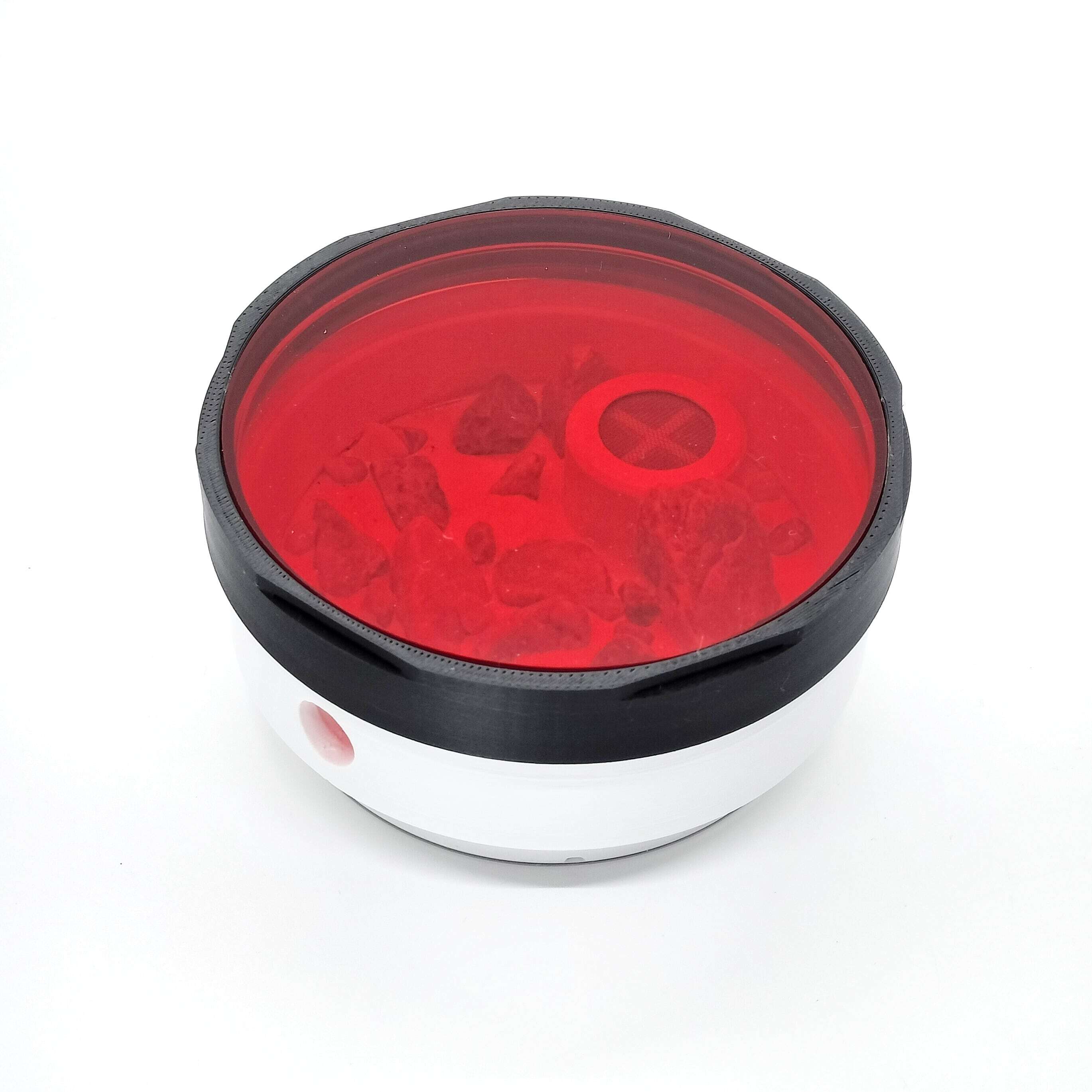 トビイロシワアリ｜女王5匹｜コロニー｜Tetramorium tsushimae | あり