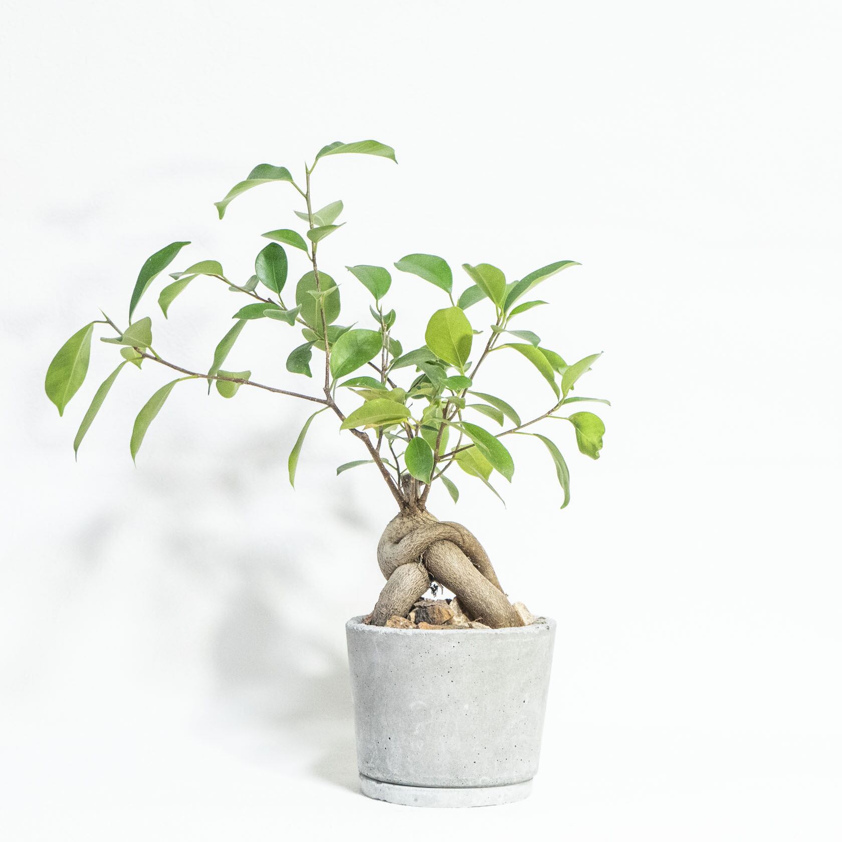 \送料無料/≪ 観葉植物 ≫室内管理もガジュマルの鉢植え|ざらっとした風合いの手づくりモルタル鉢