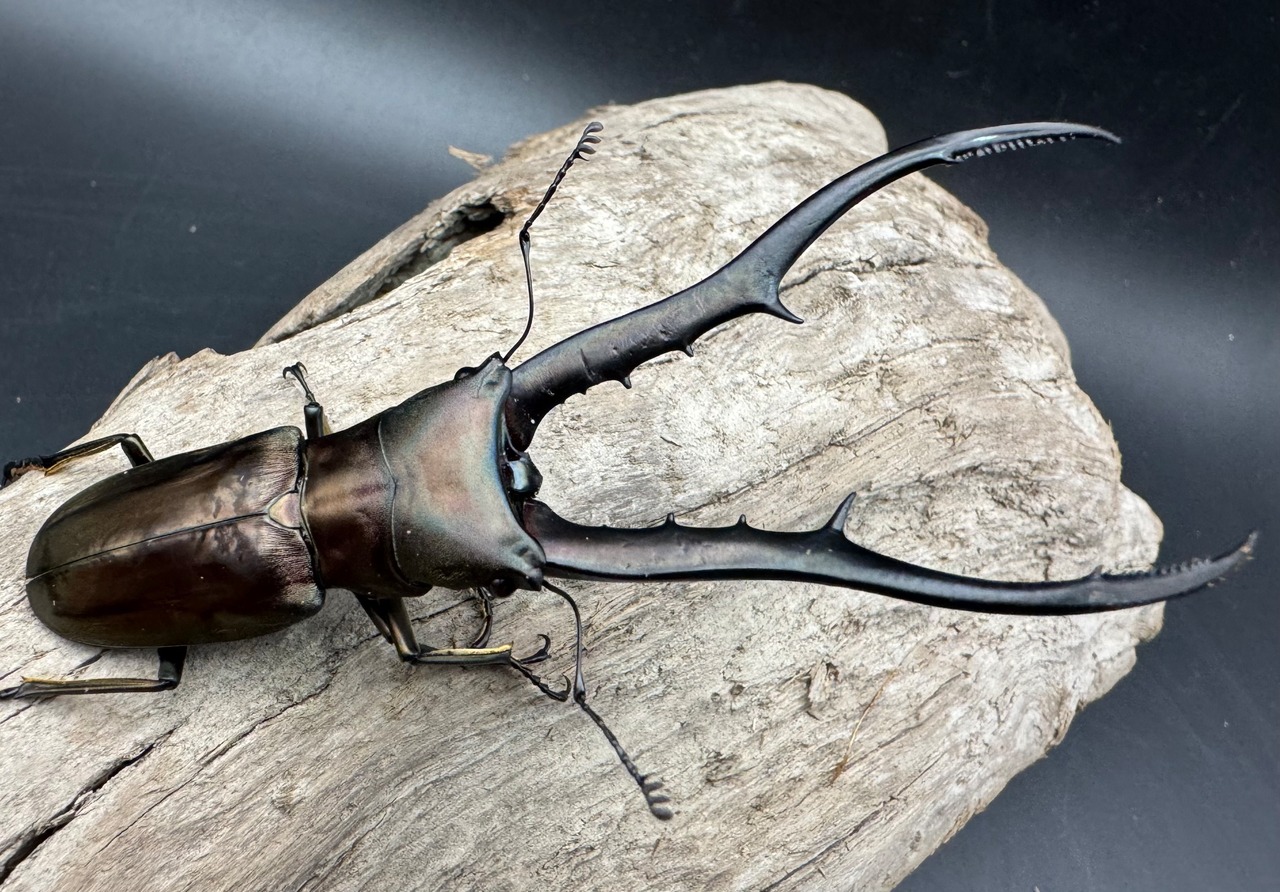 【WD】《メタリフェルホソアカ亜種finae 79mm ペア》