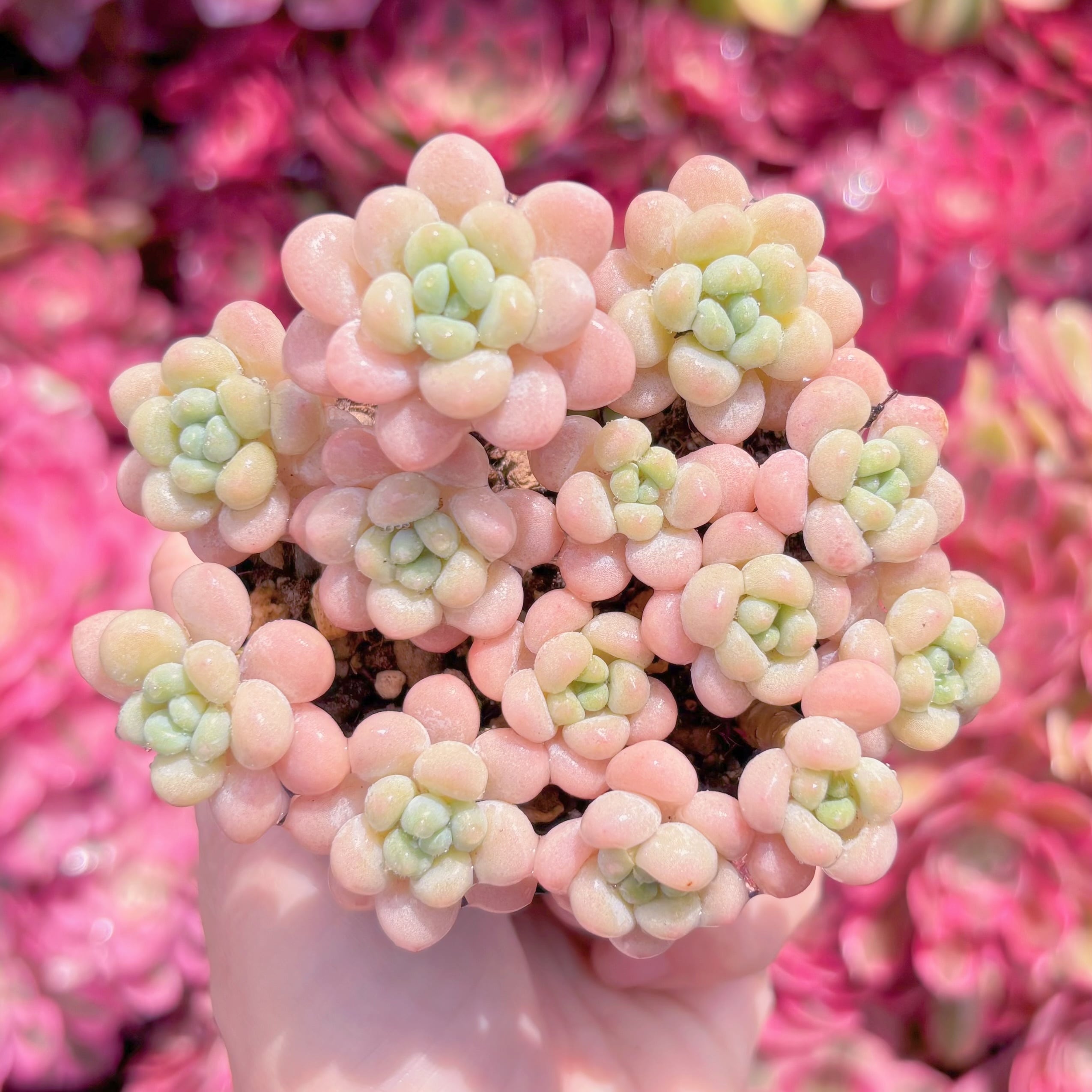 現品　丸葉ストロベリーミルク#K497　群生　るる農園