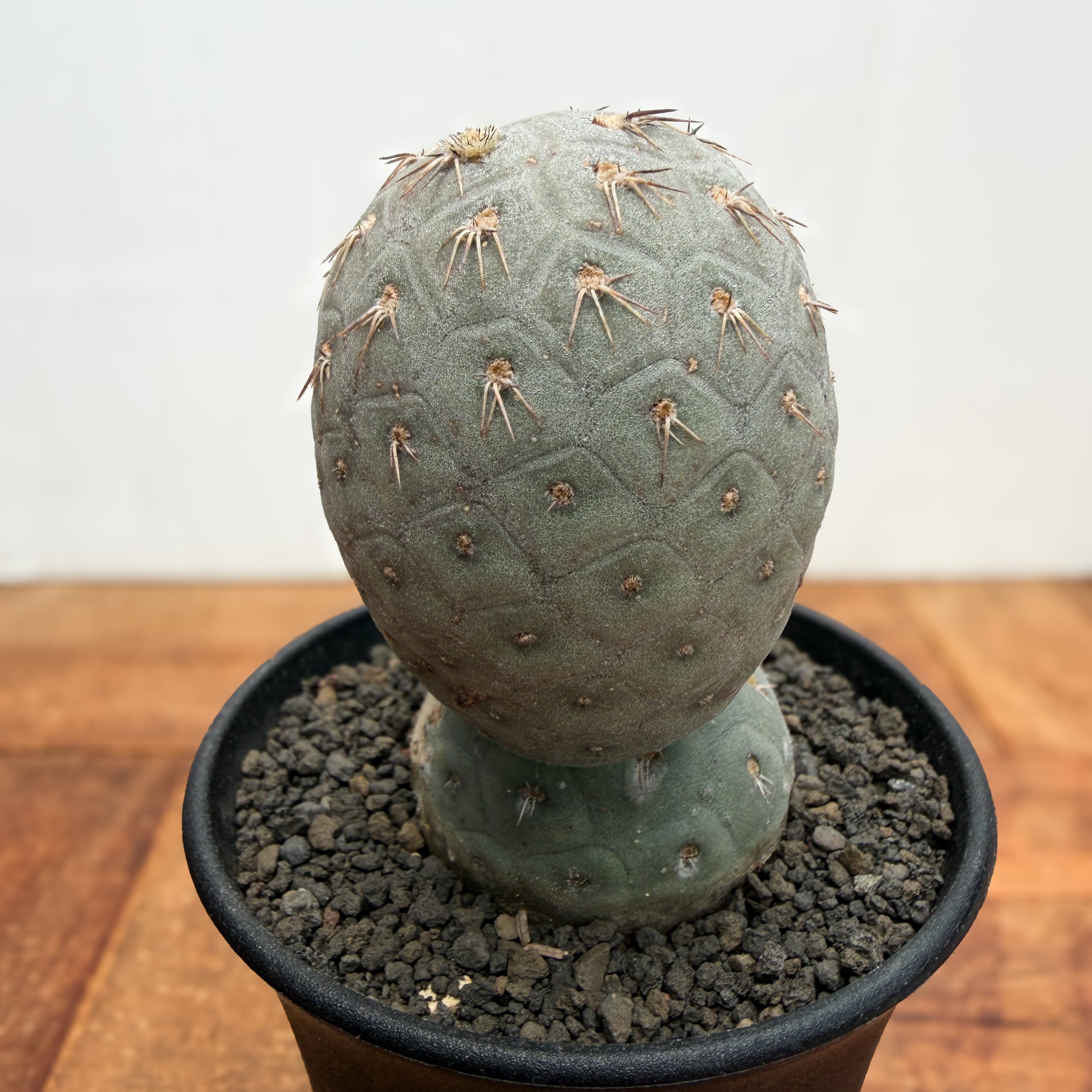 テフロカクタス ゲオメトリクス プラ鉢ごとメルカリ便発送 Tephrocactus geometricus【テフロカクタス・ゲオメトリクス