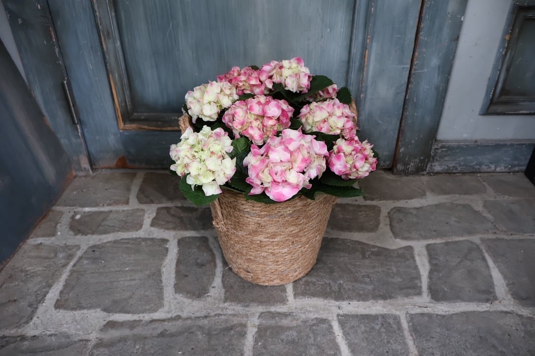母の日 紫陽花"マジカルマーブルピンク"バスケット付き