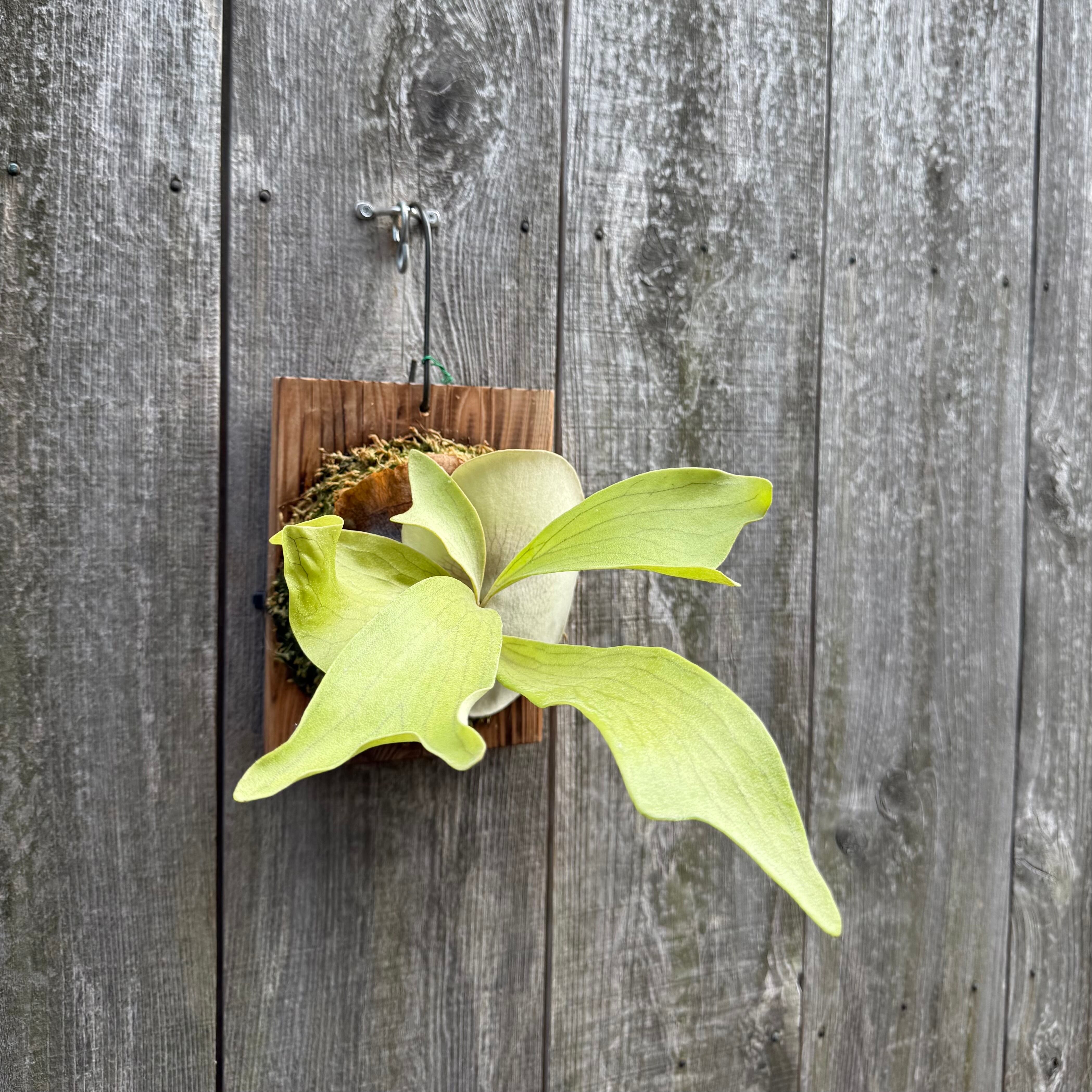 P.hillii Kylin (from Yot) | naturefix