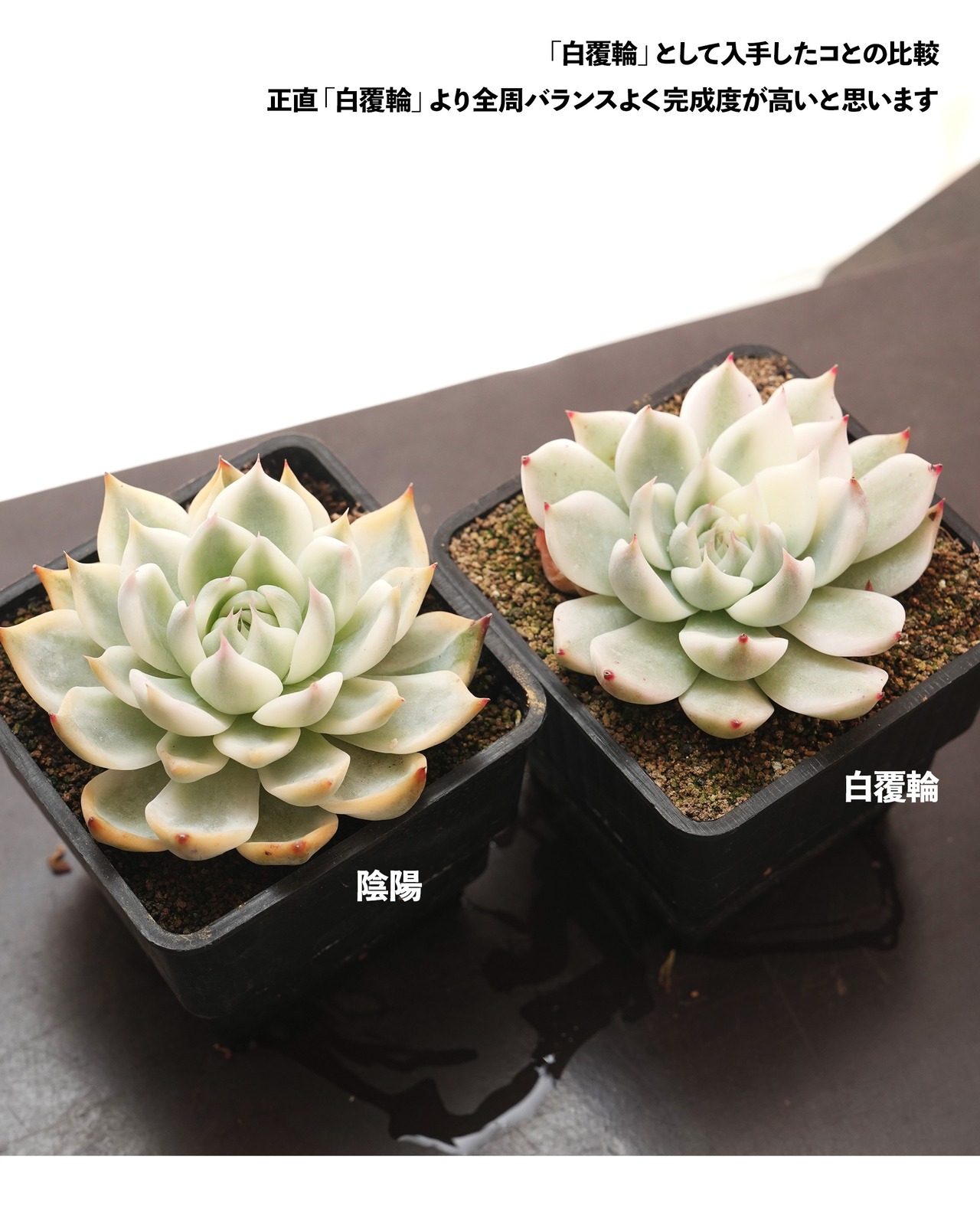 【PREMIUM】 鉢植え  エケベリア チワワエンシス錦 陰陽 全周斑化【1本限定】 Echeveria chihuahuaensis 'Yin Yang Variegated'