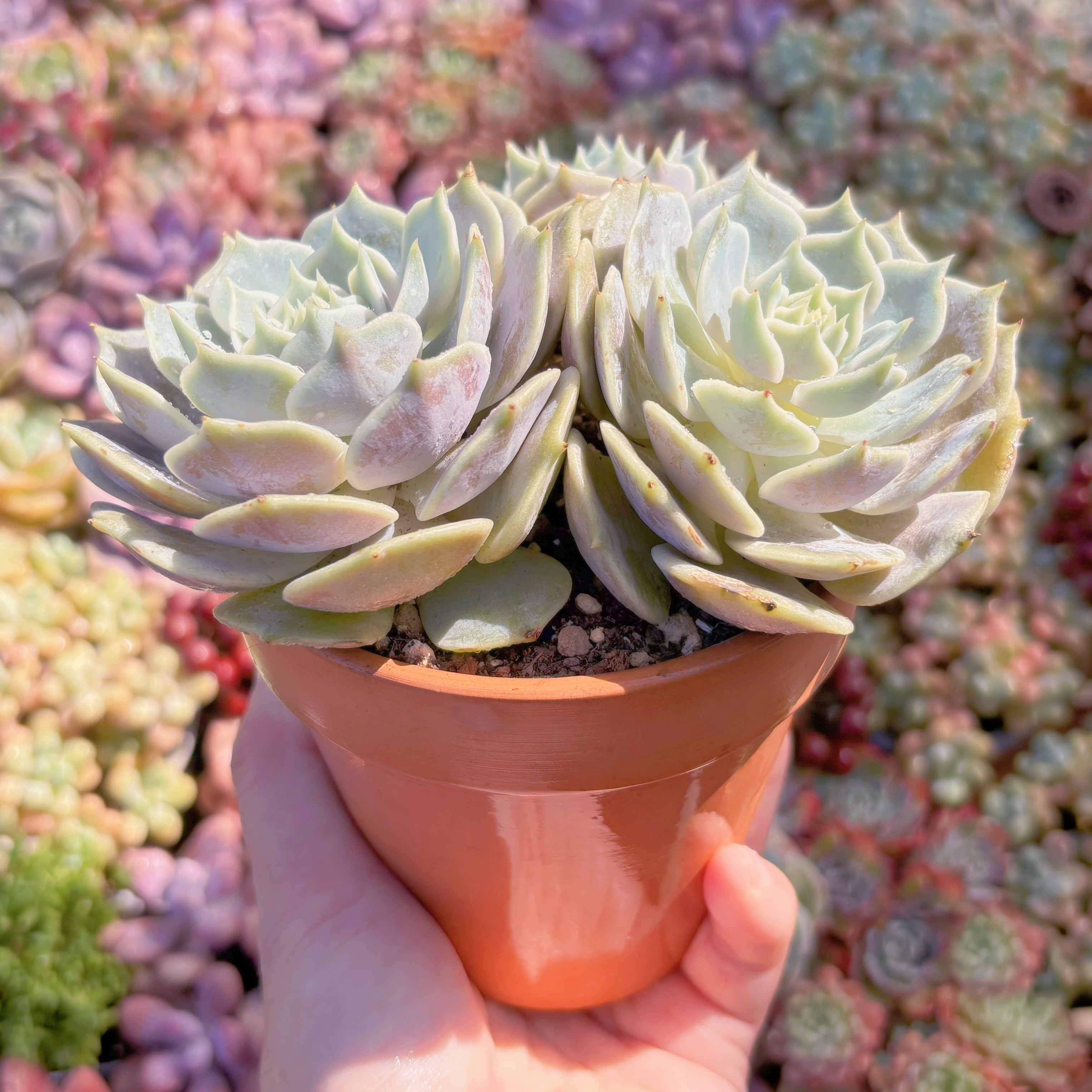 多肉植物 ローラ(3頭～群生) 新入荷 るる農園 | るる農園~多肉植物専門