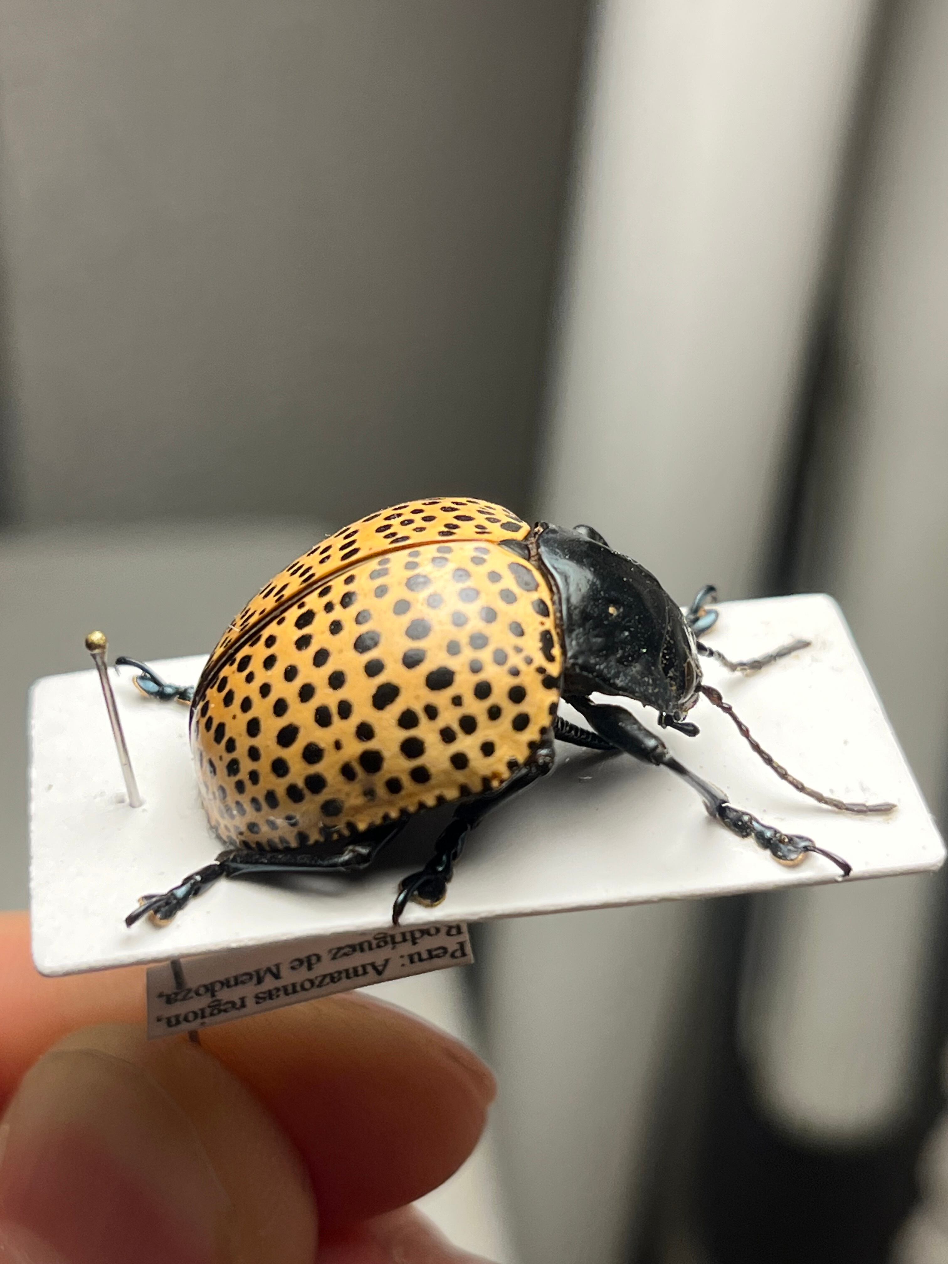 真作】ミズタマズングリハムシ 草間彌生 作品 昆虫標本 キノコムシ