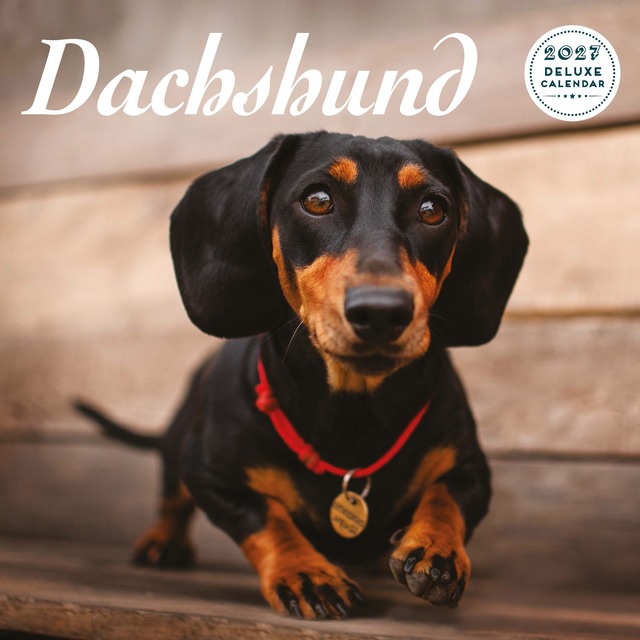 【2027年版】英国製犬種カレンダー【ダックスフント】 DELUXE 2027年版