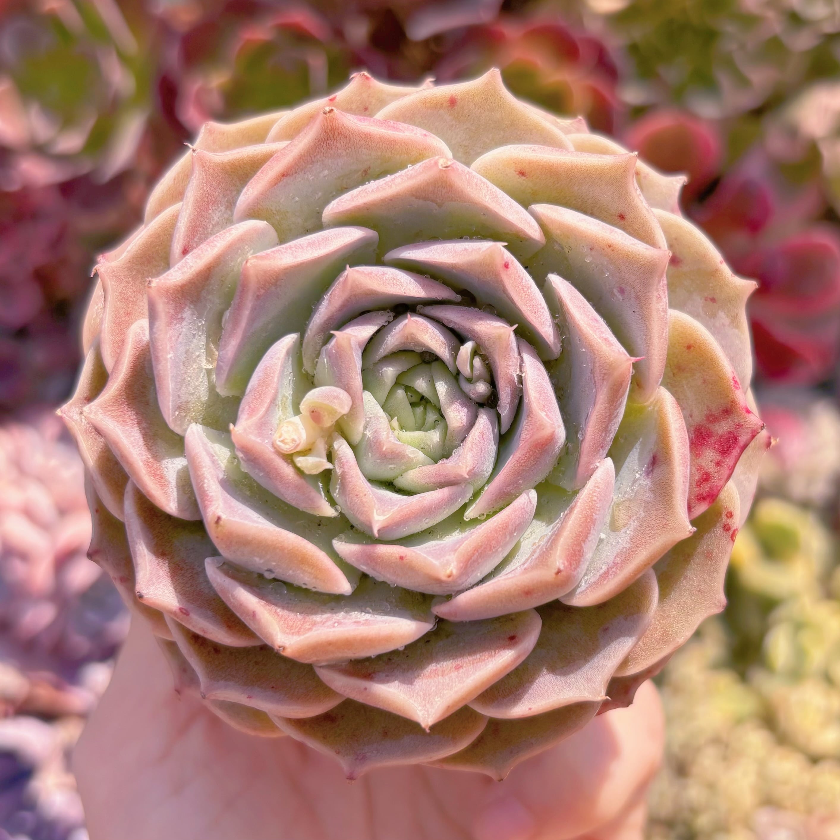 多肉植物　ヘレナ　新入荷　るる農園