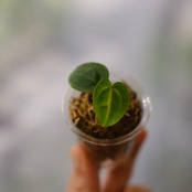 【実生】Anthurium Carlablackiae / アンスリウム カーラブラッキー⑤│観葉植物