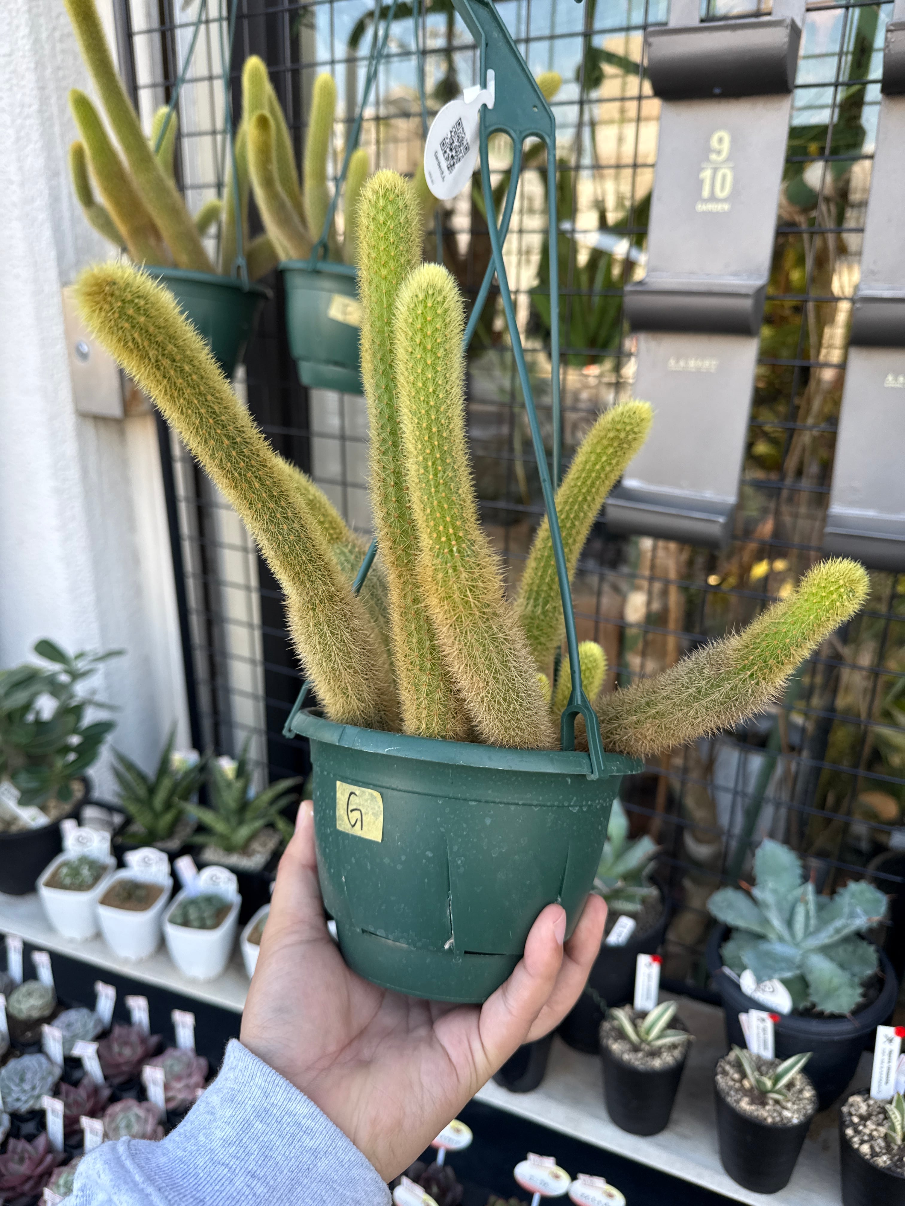 多肉植物 | Gardenえん 【観葉熱帯植物】