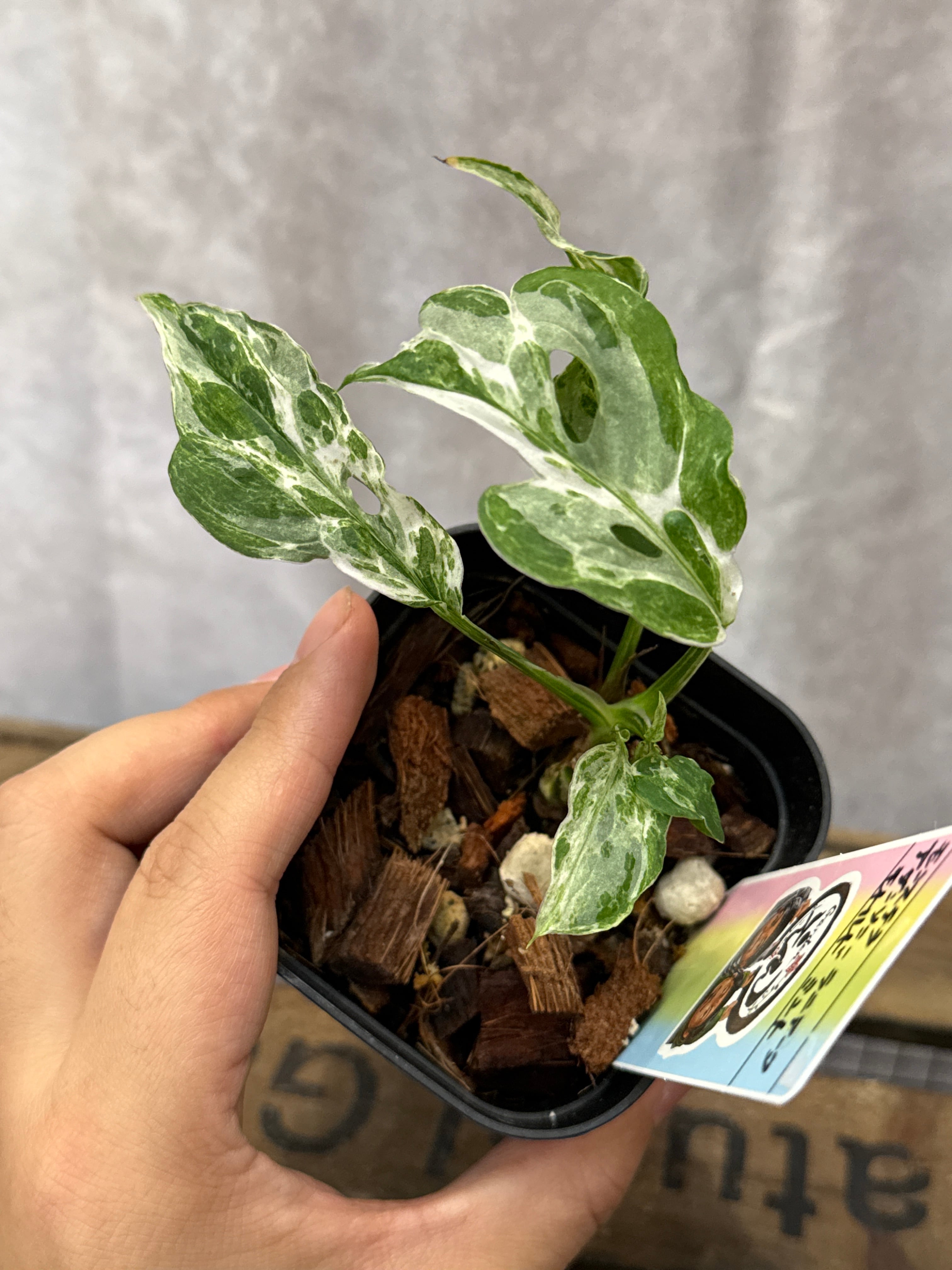 希少 モンステラ アダンソニー ラニアータ 