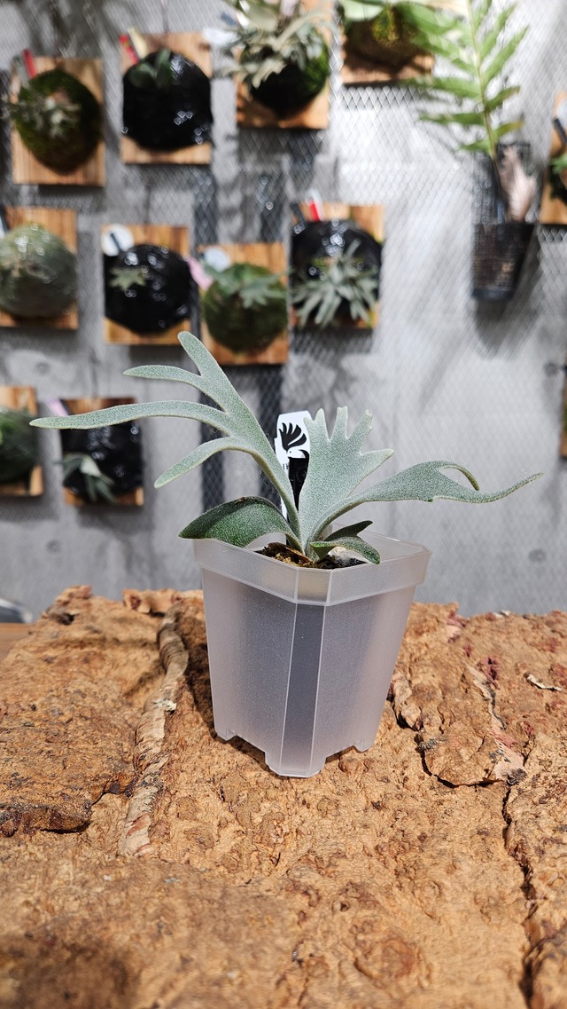 P.Hitomi Mix Sporelings (P.Mico#1 × P.Him × P.Totoro Sporelings)【artPLANTs/PLANTS GARAGE 】ビカクシダ/Platycerium